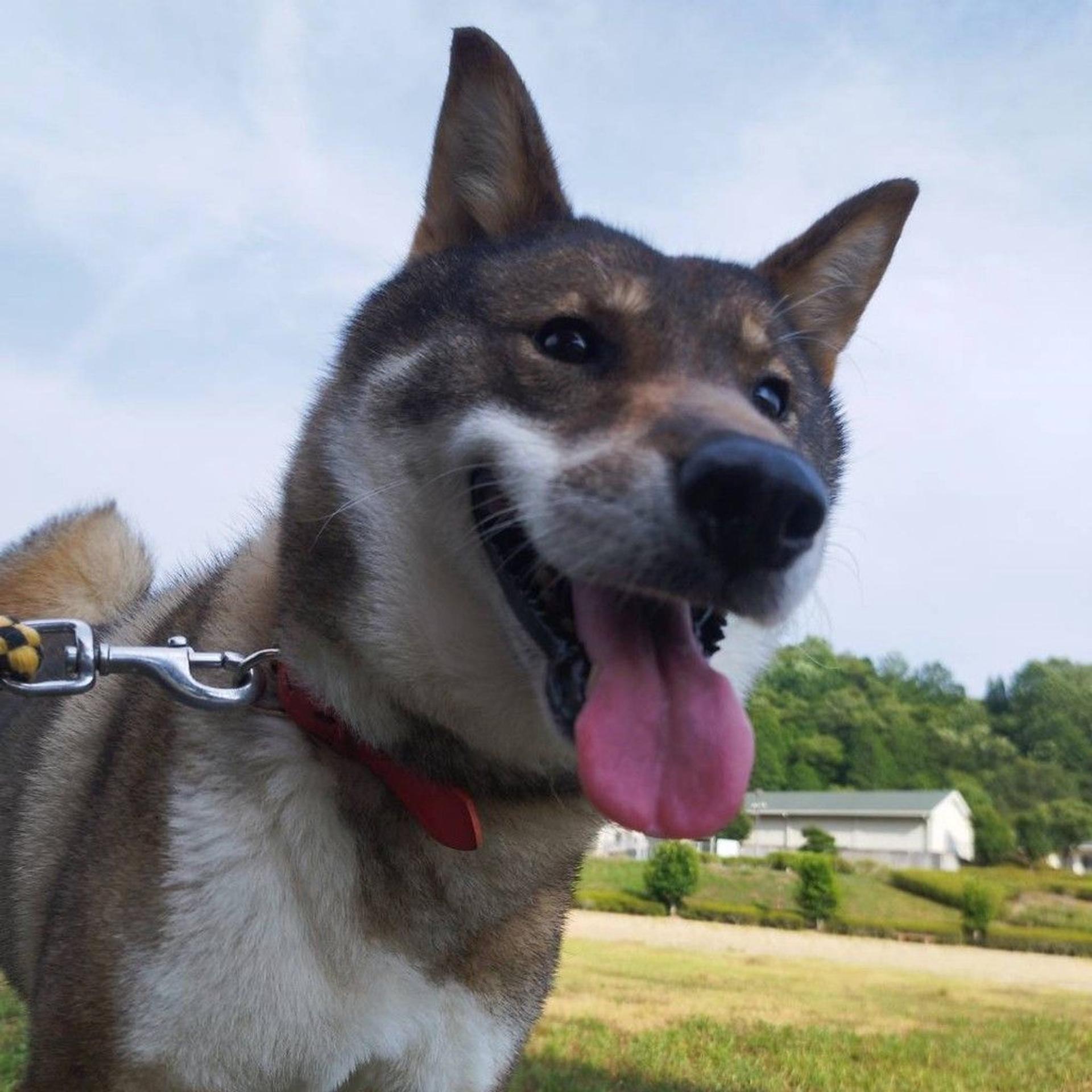pet-image-4