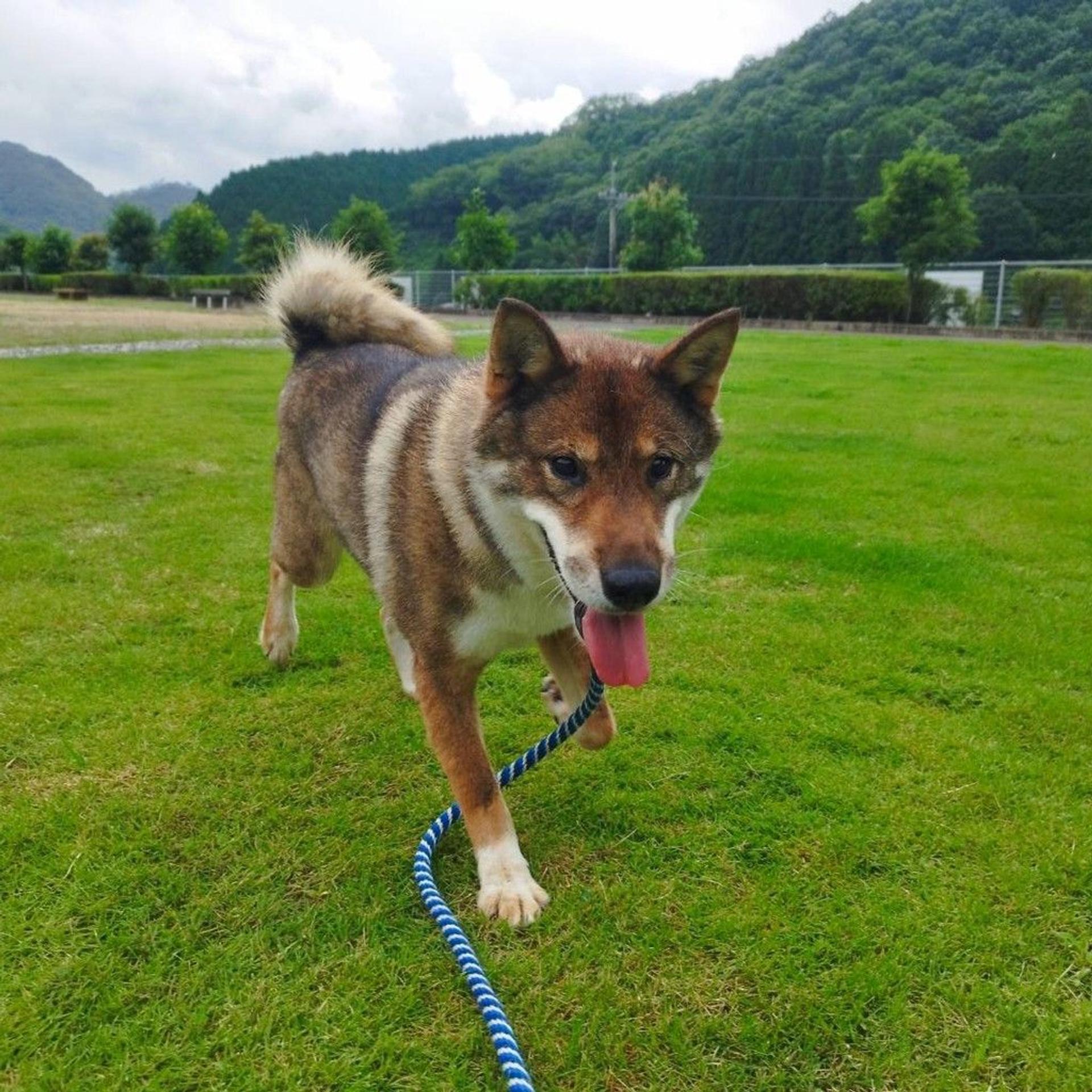 pet-image-5