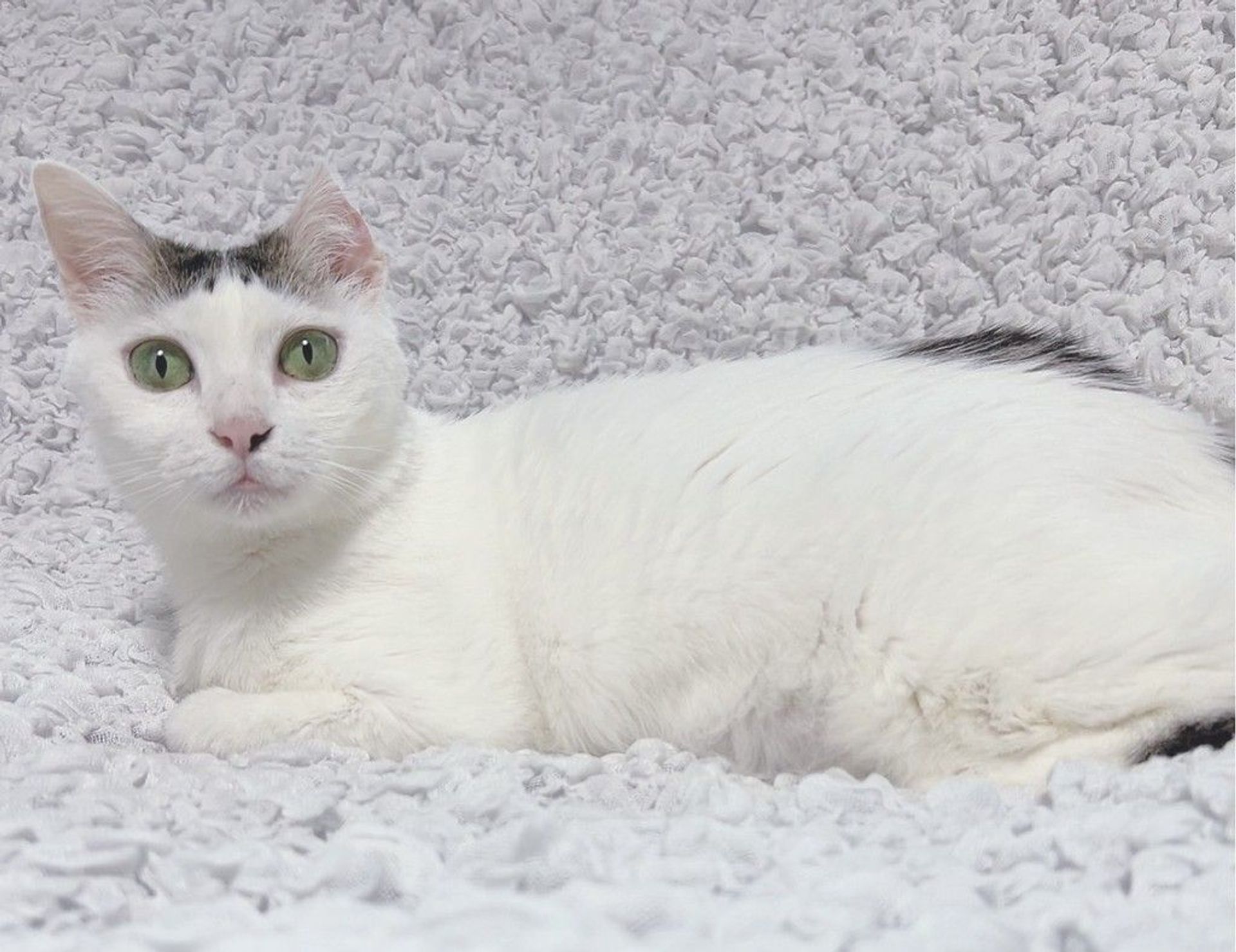 雑種（ミックス猫）・メスの里親募集の写真