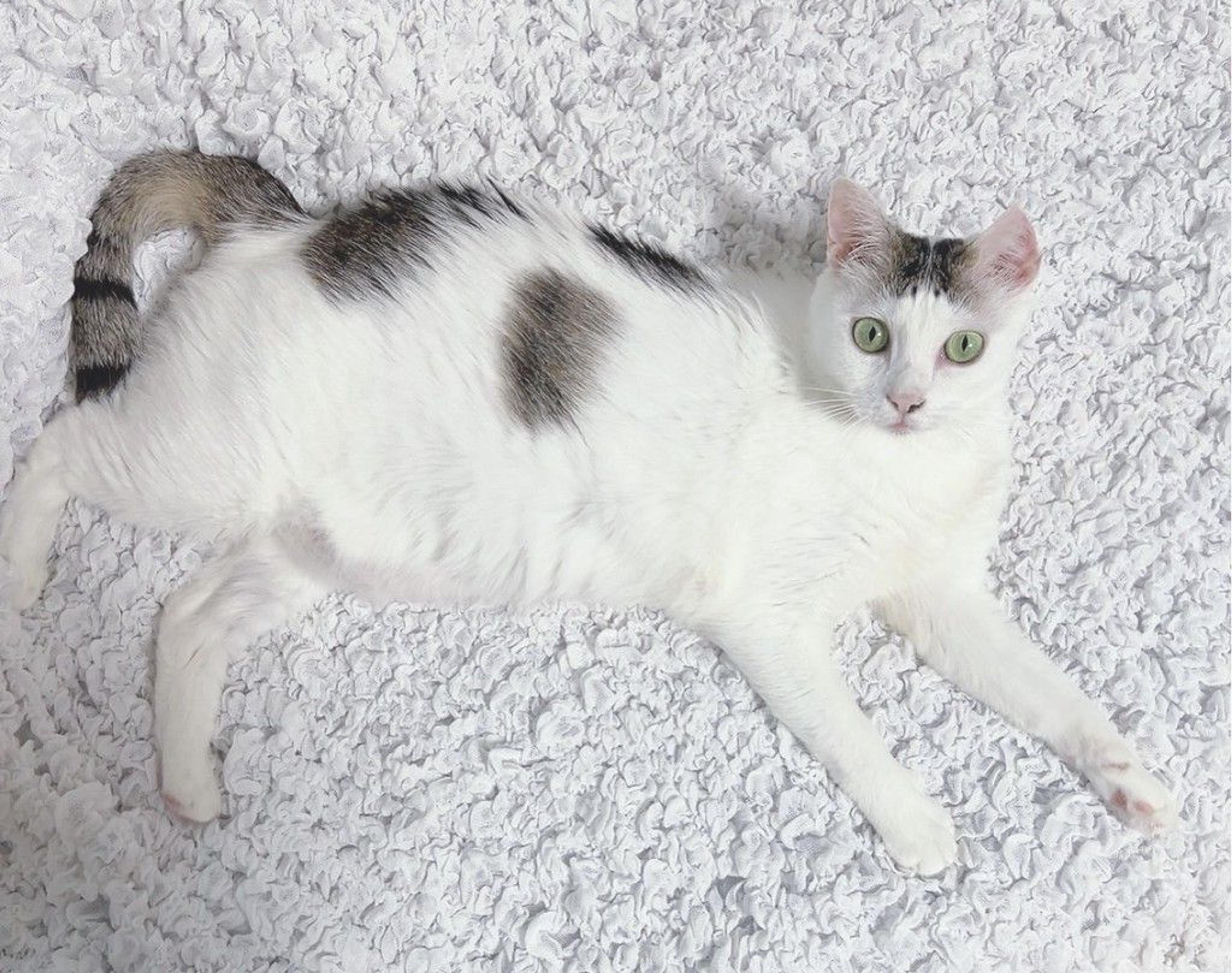 pet-image-2