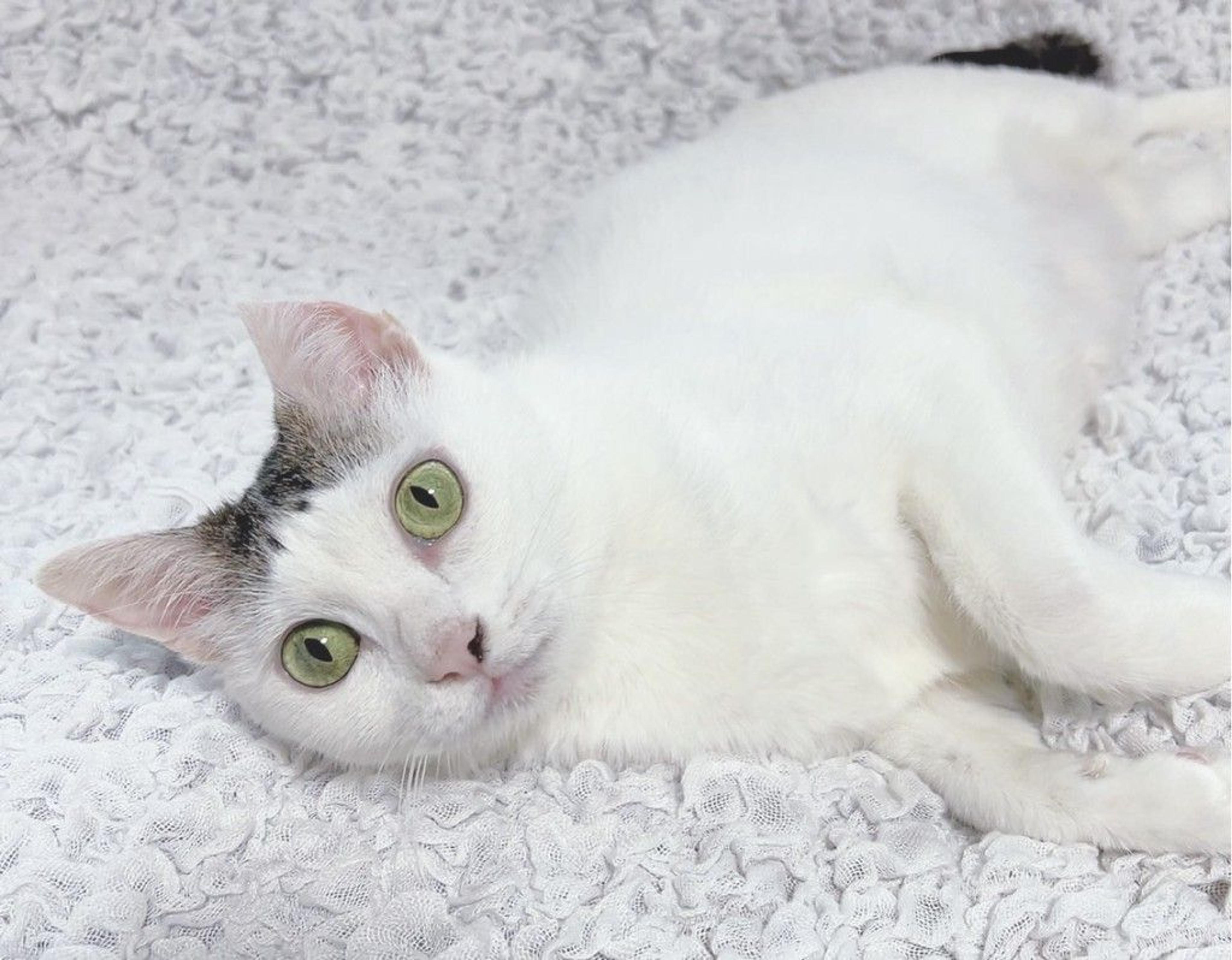 pet-image-5