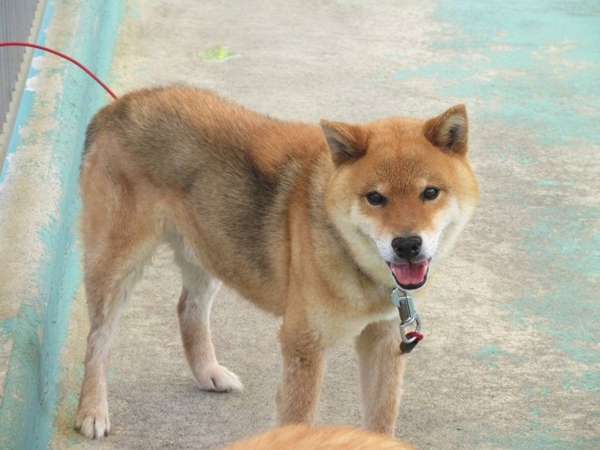 雑種（ミックス犬）・オスの里親募集の写真