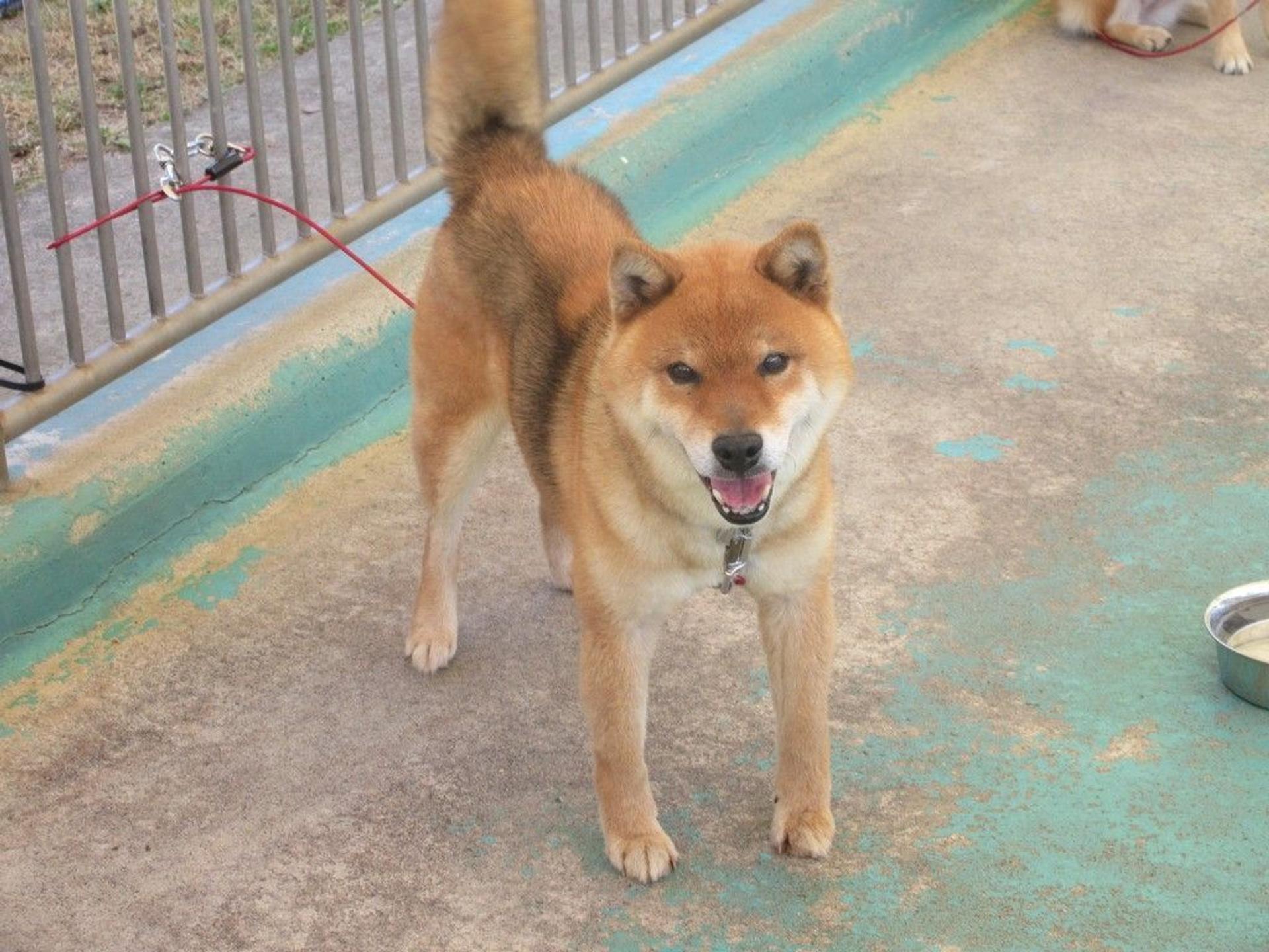 pet-image-2