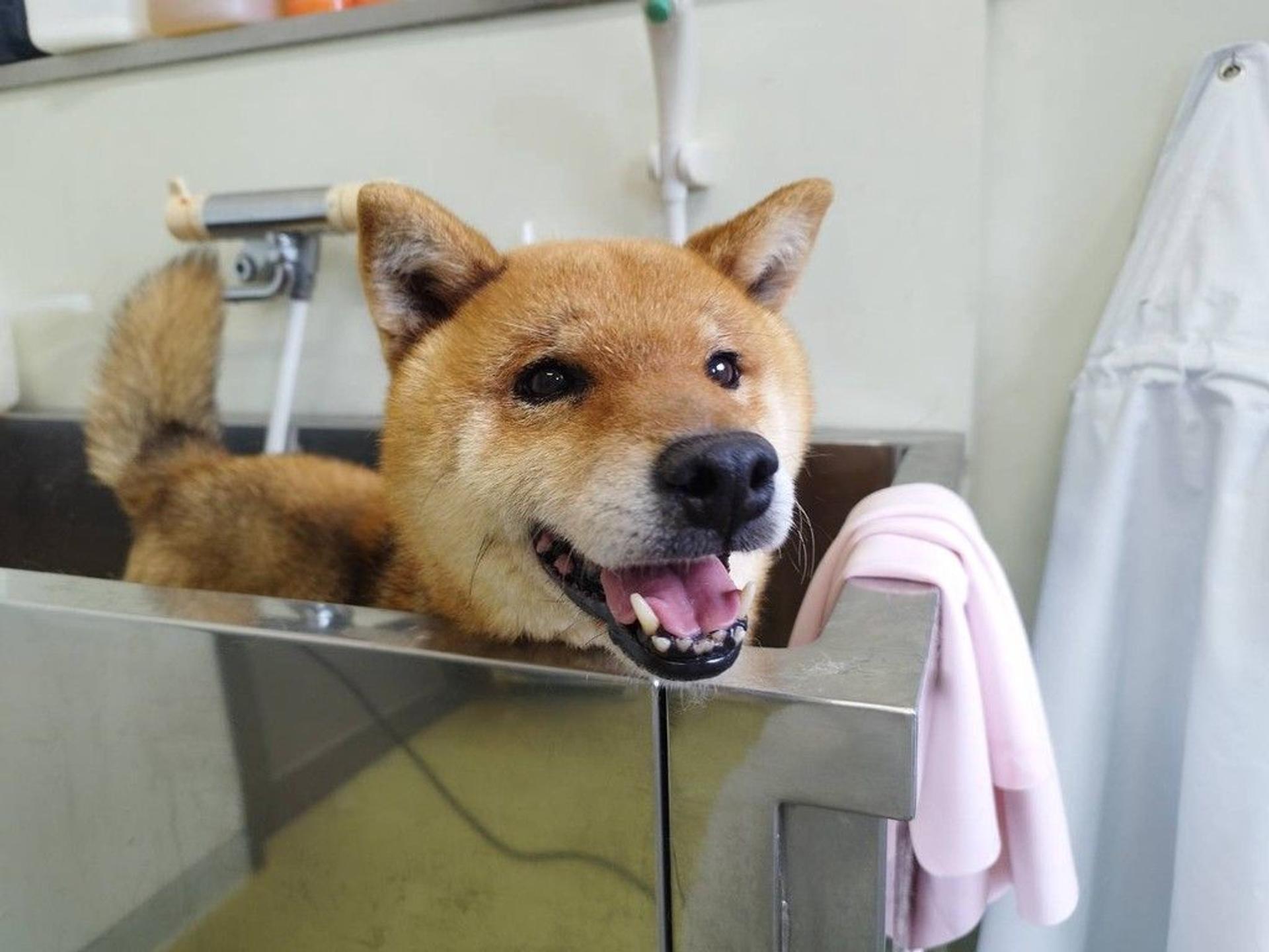 pet-image-5