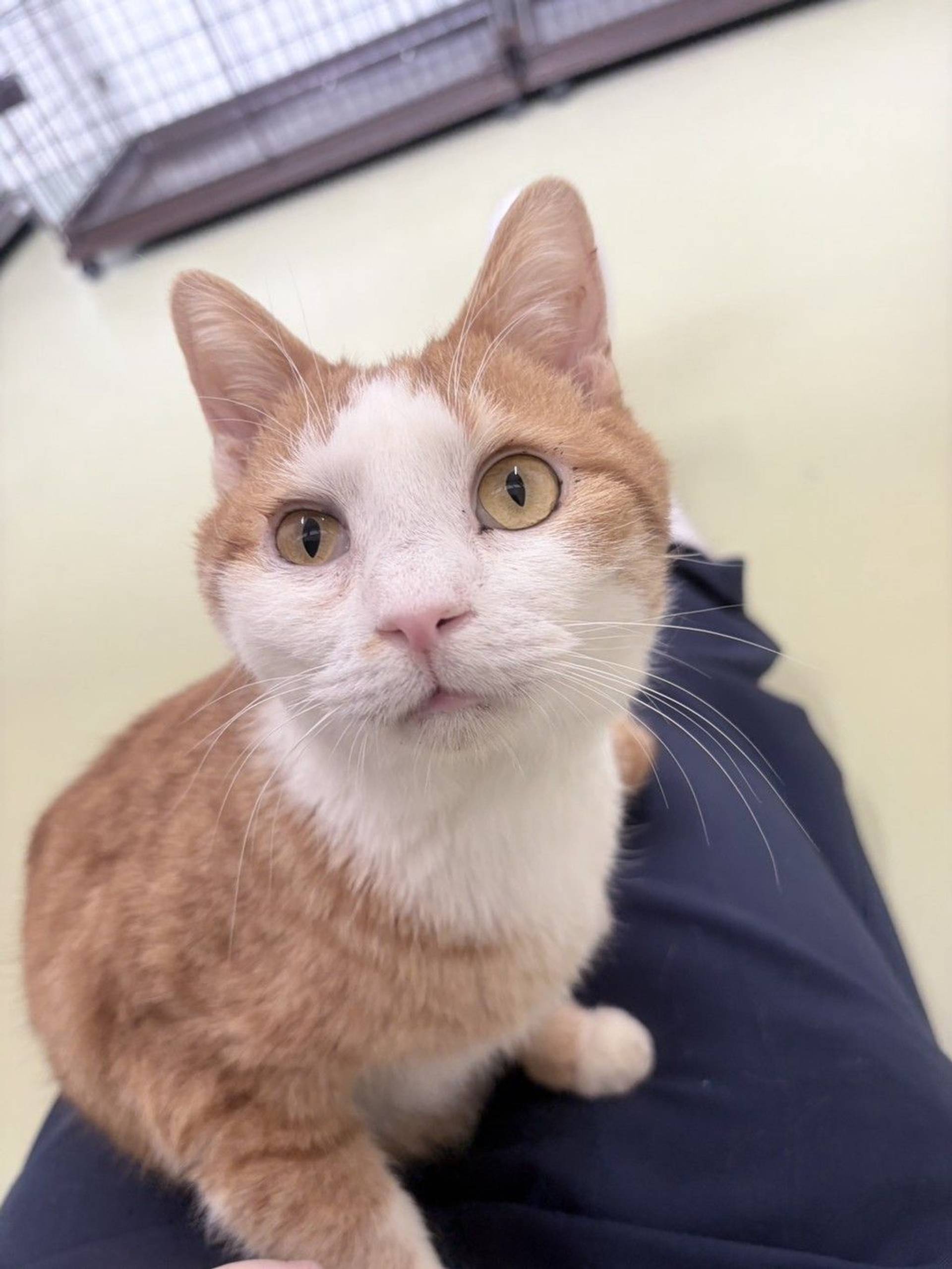 雑種（ミックス猫）・オスの里親募集の写真