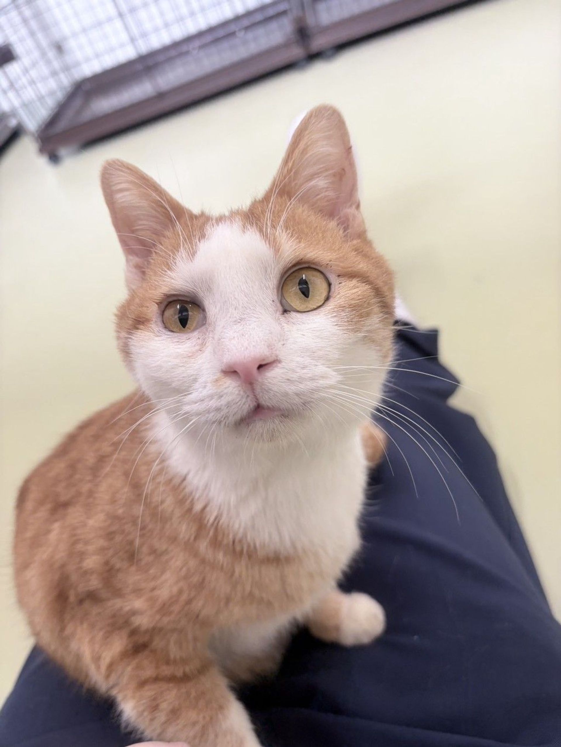 雑種（ミックス猫）・オスの里親募集の写真