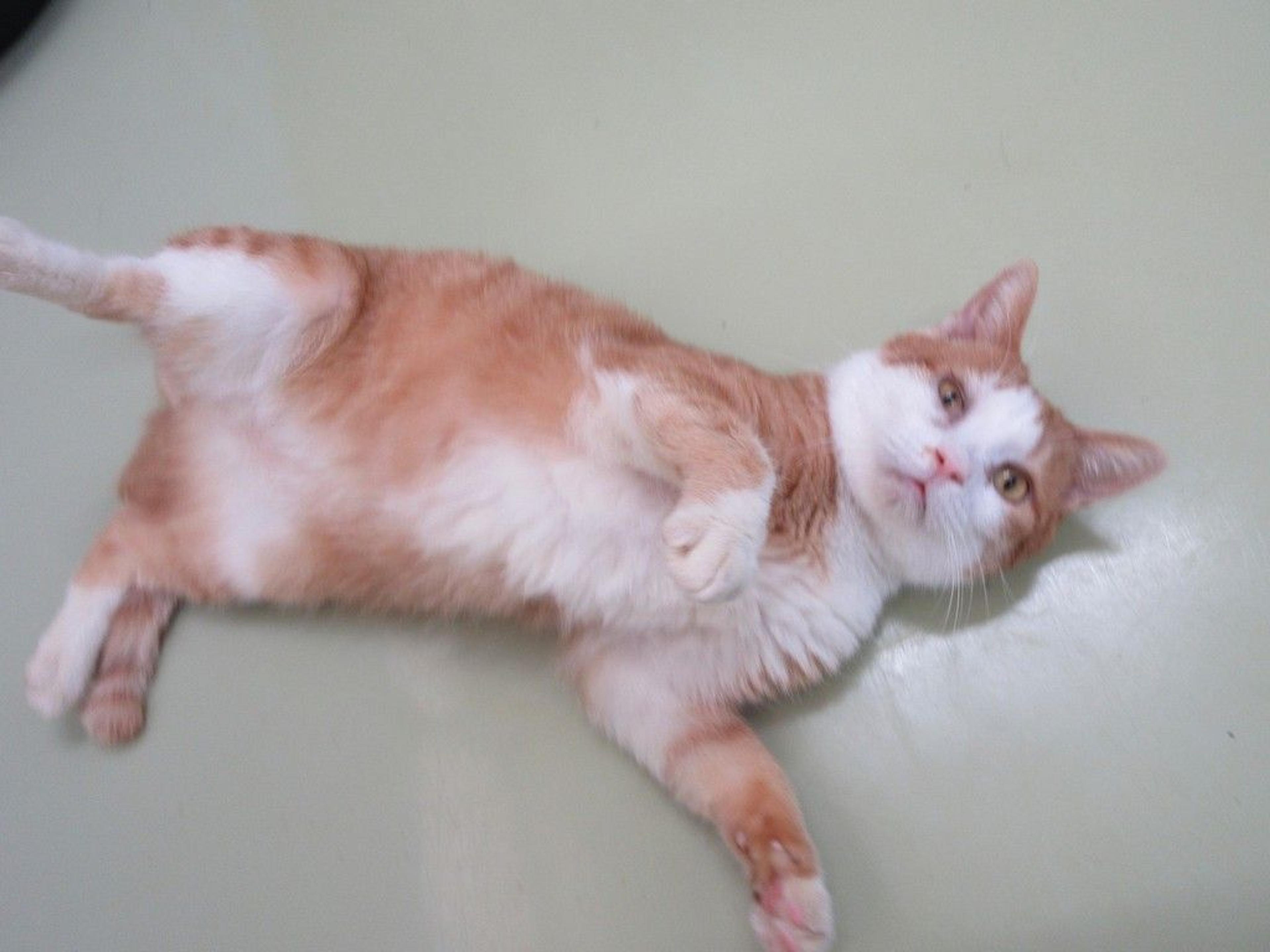 pet-image-2