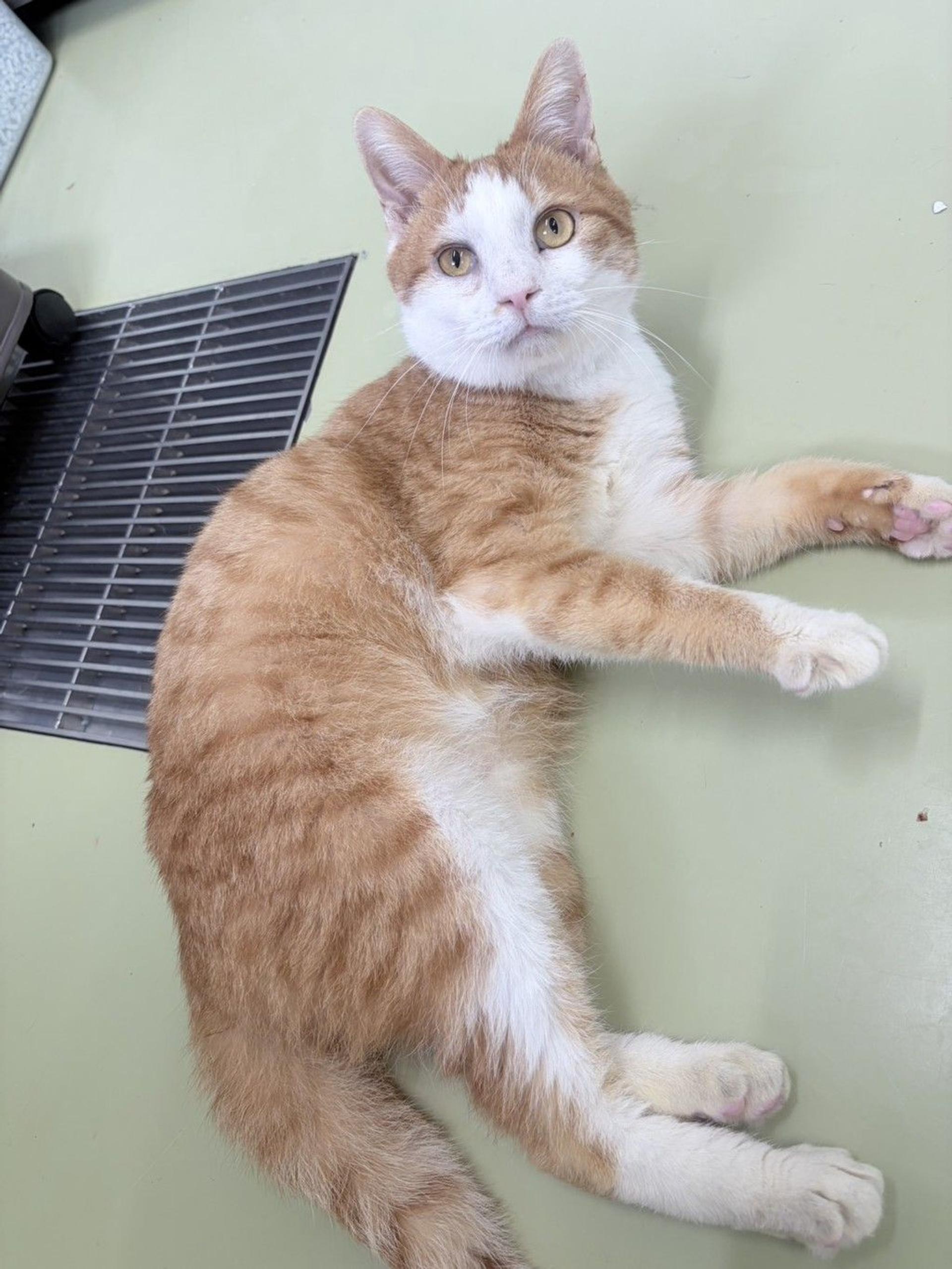 pet-image-3