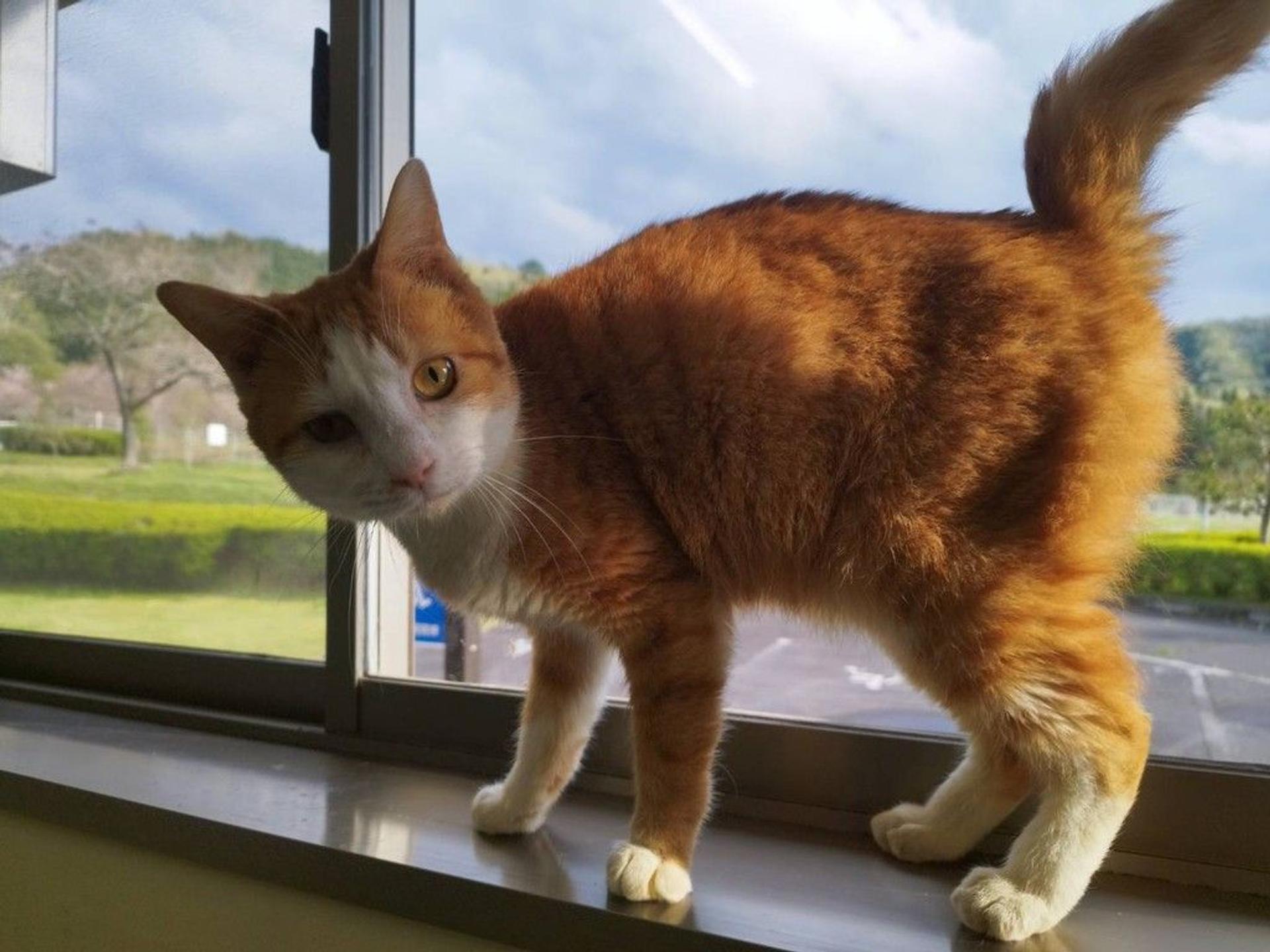 pet-image-6