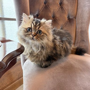 ミヌエット・オスの里親募集の写真