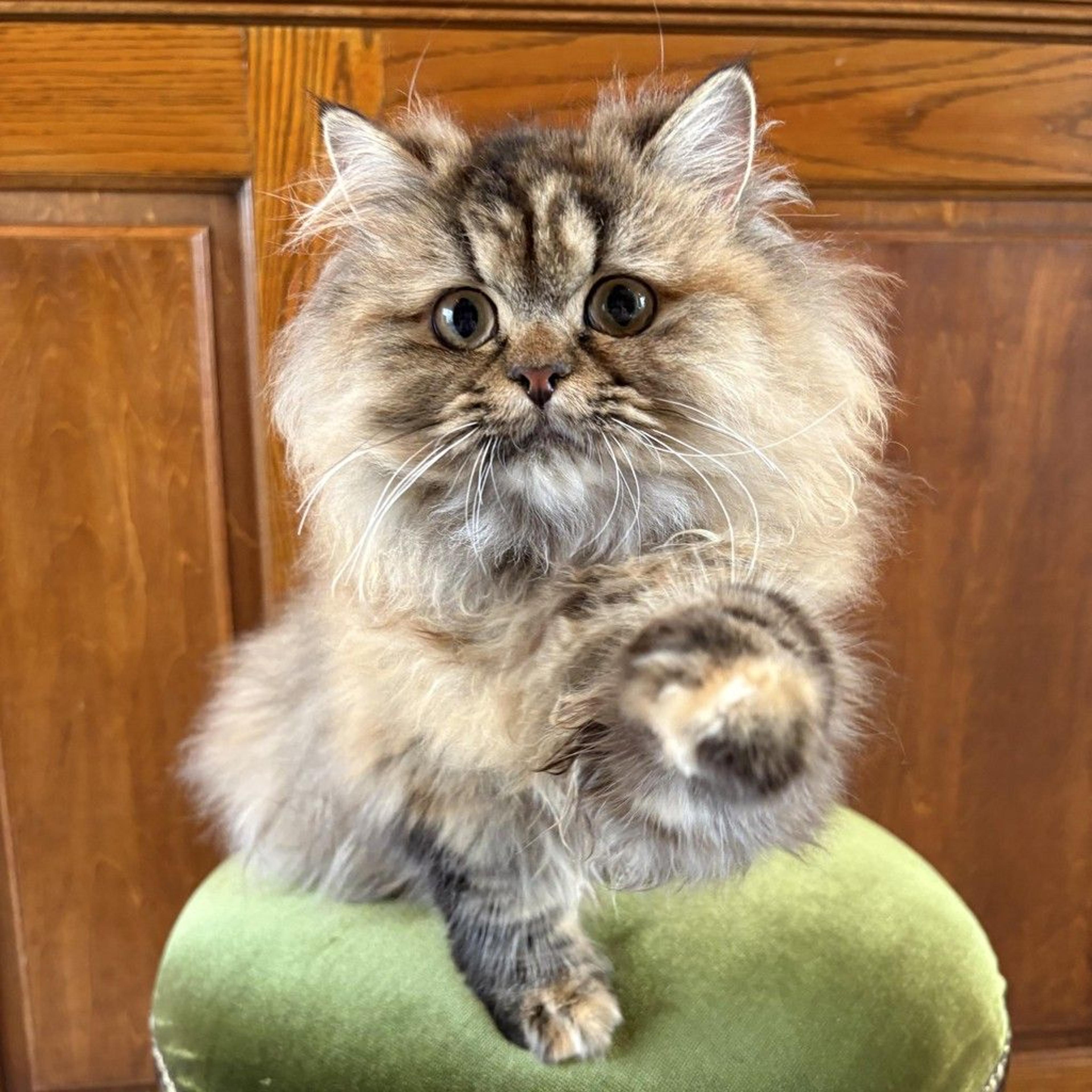 pet-image-3
