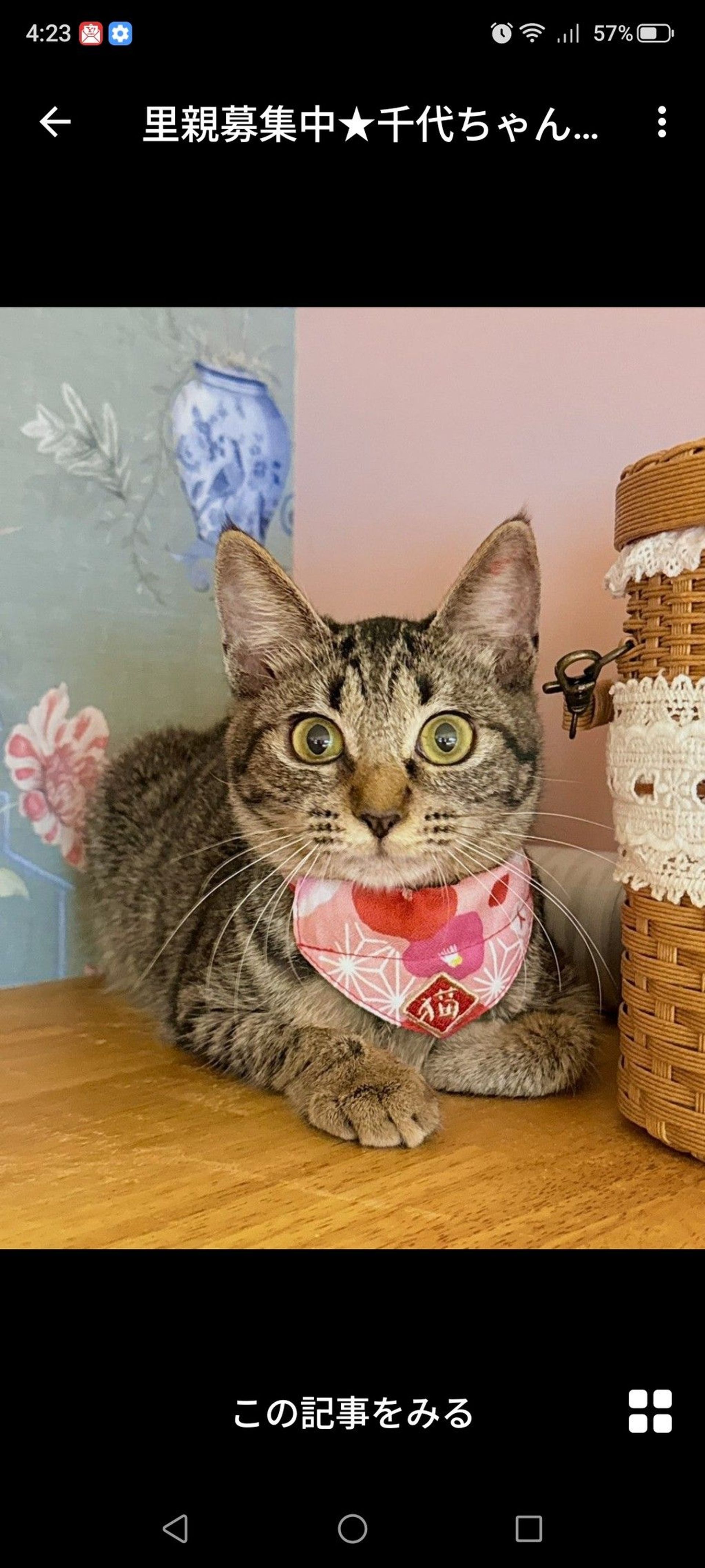 雑種（ミックス猫）・メスの里親募集の写真