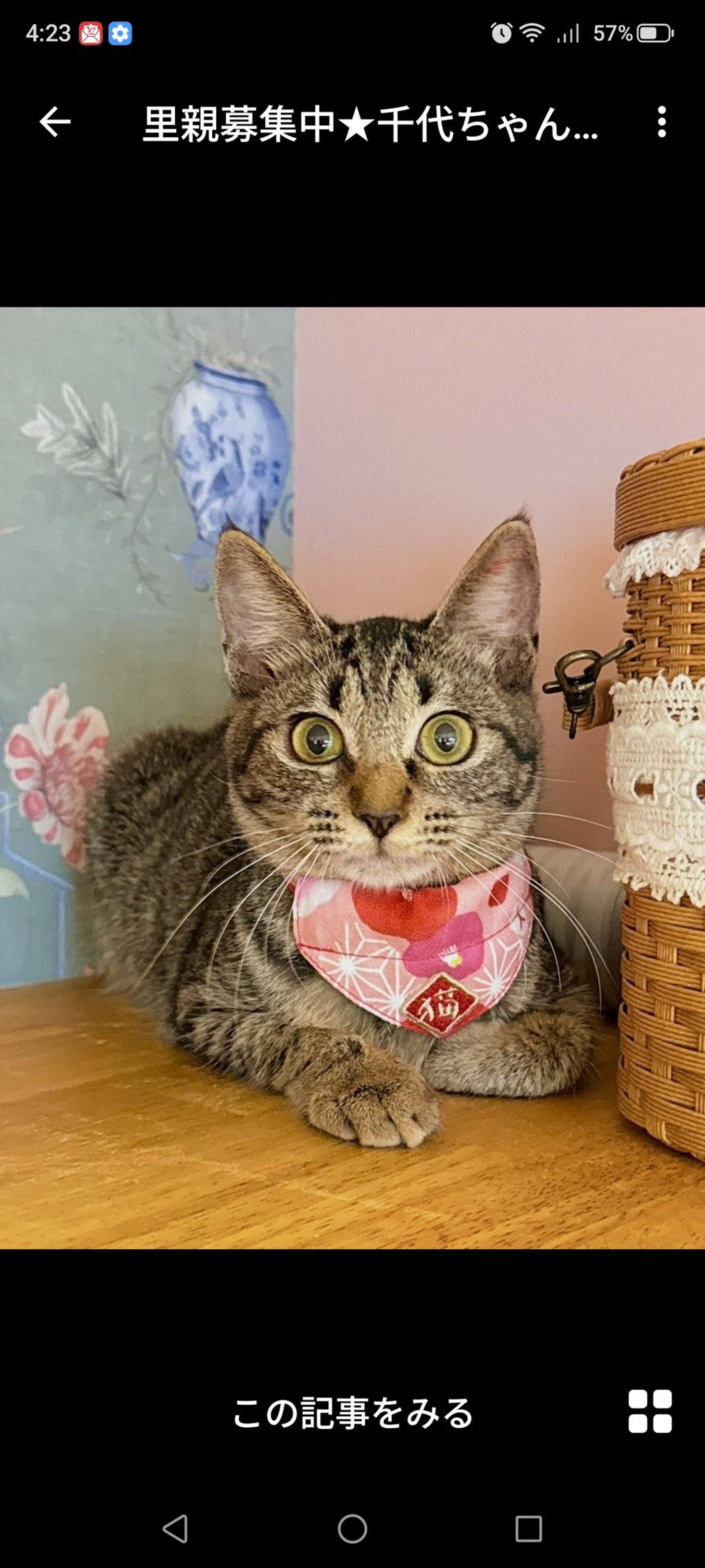 雑種（ミックス猫）・メスの里親募集の写真
