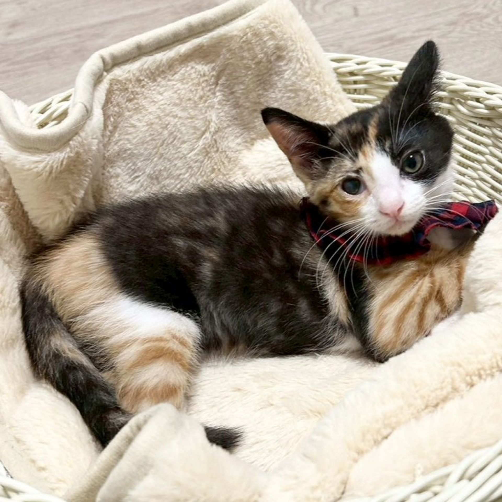 雑種（ミックス猫）・メスの里親募集の写真