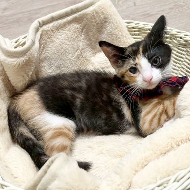 雑種（ミックス猫）・メスの里親募集の写真