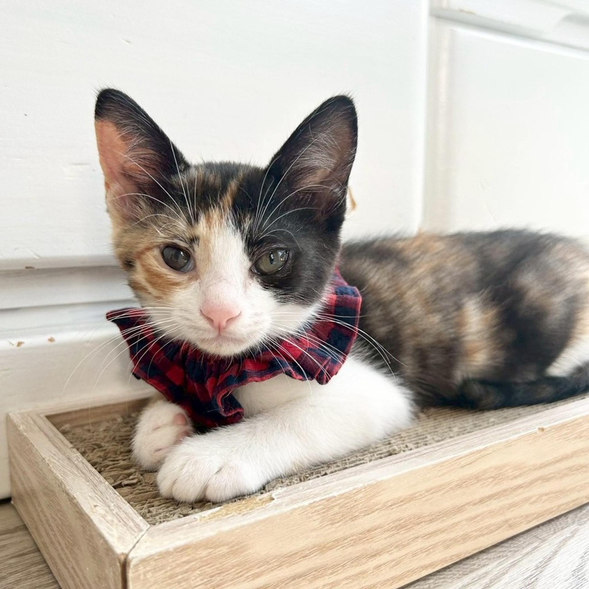 pet-image-2