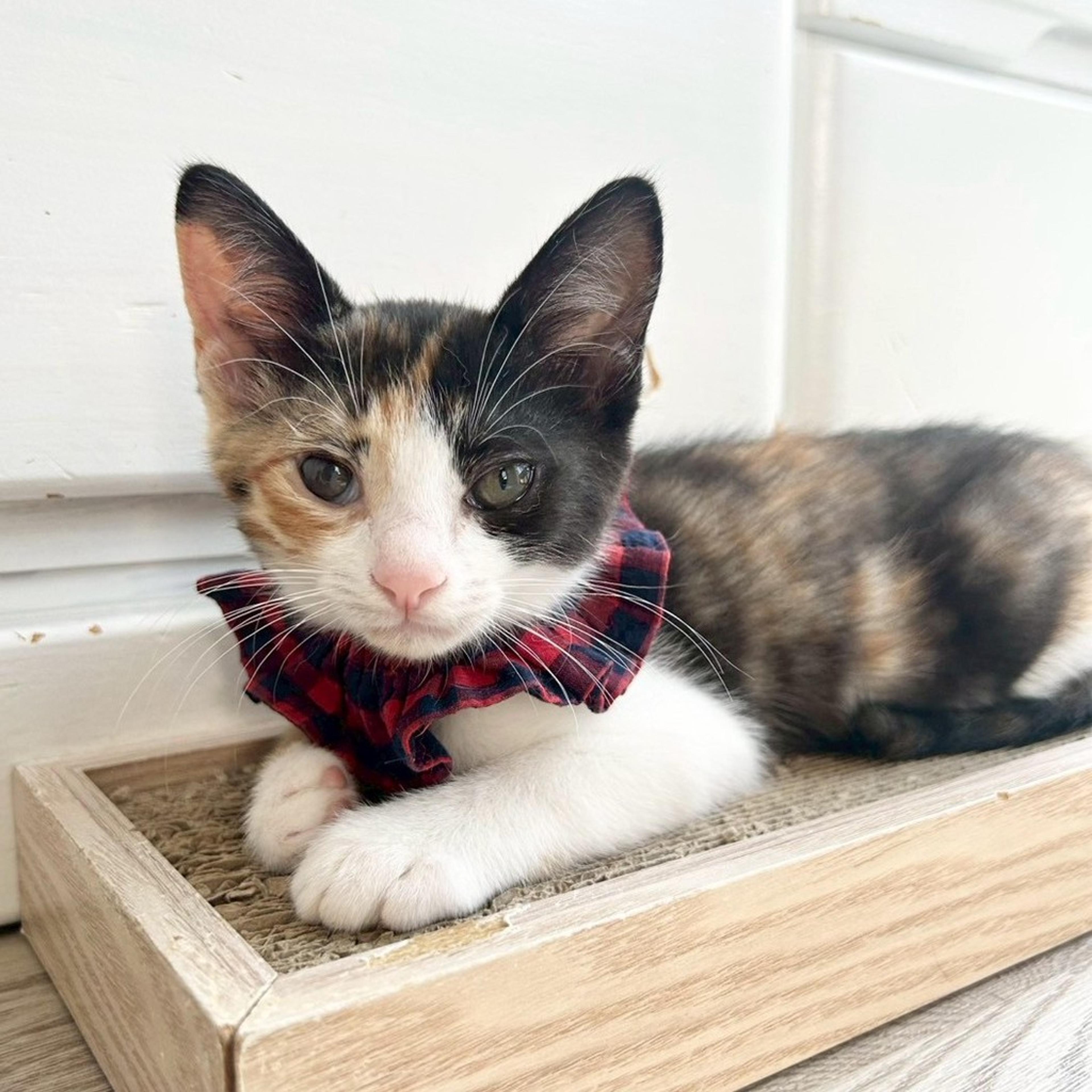 pet-image-2