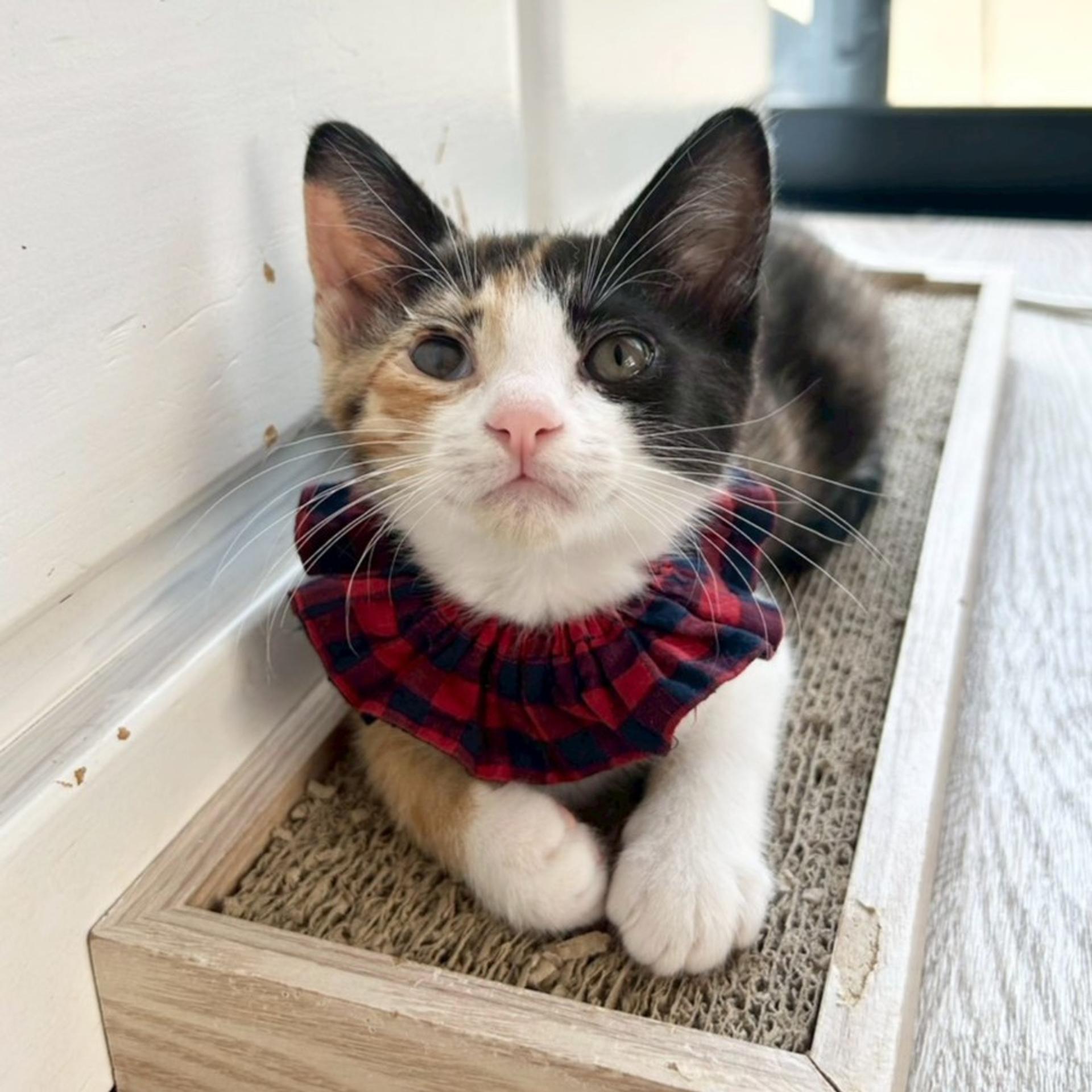 pet-image-3