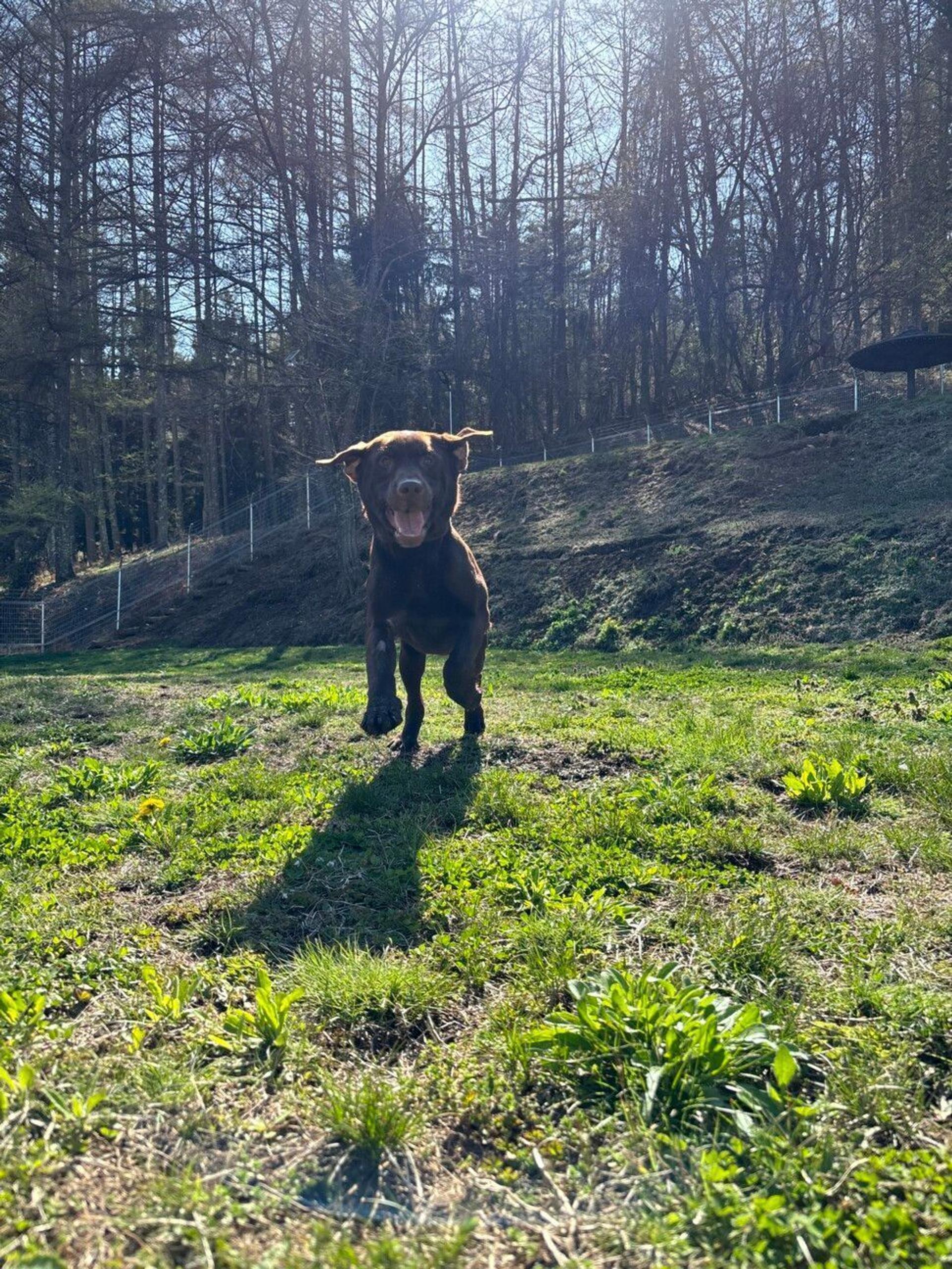 pet-image-5