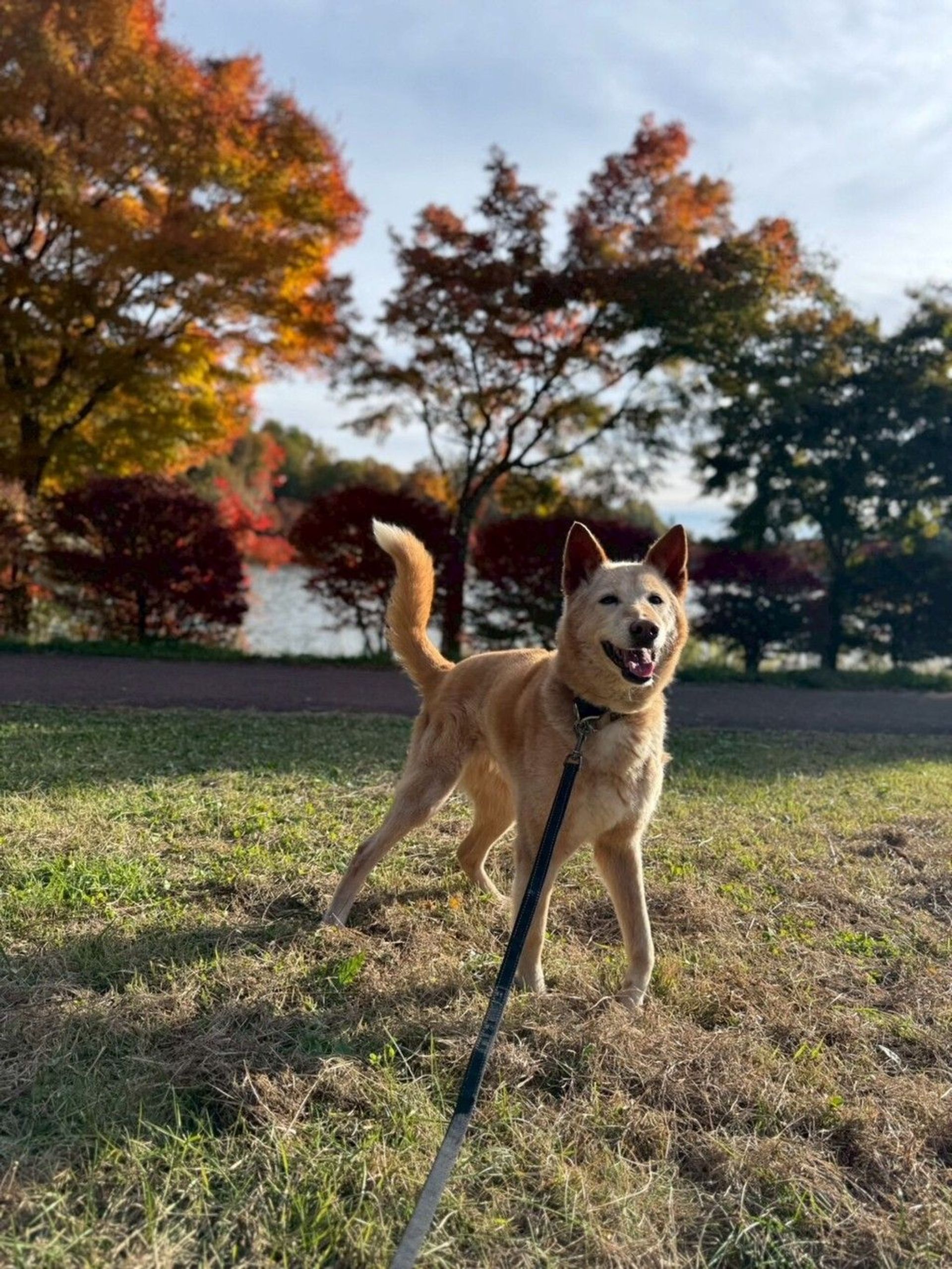 雑種（ミックス犬）・メスの里親募集の写真