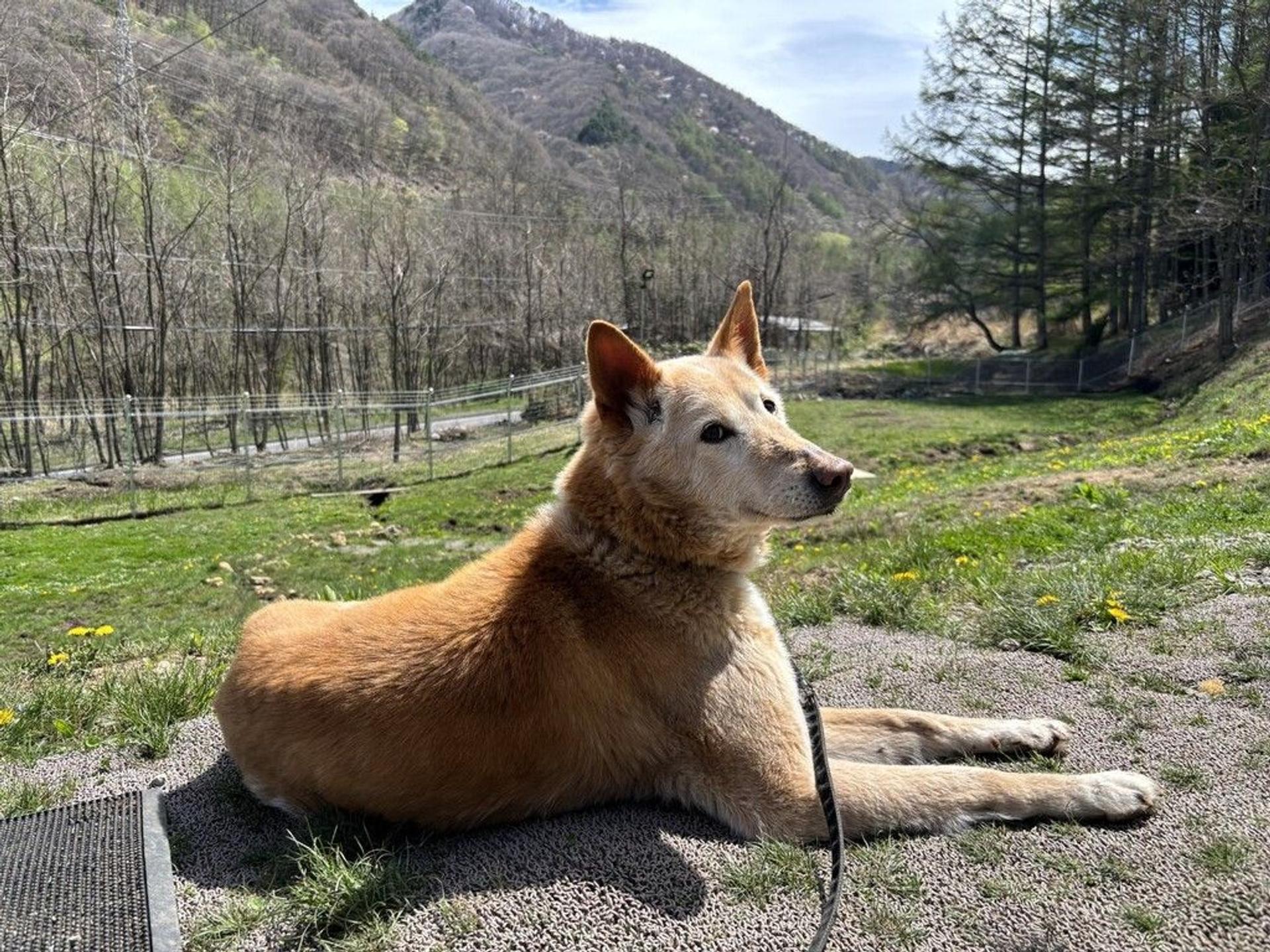 pet-image-3