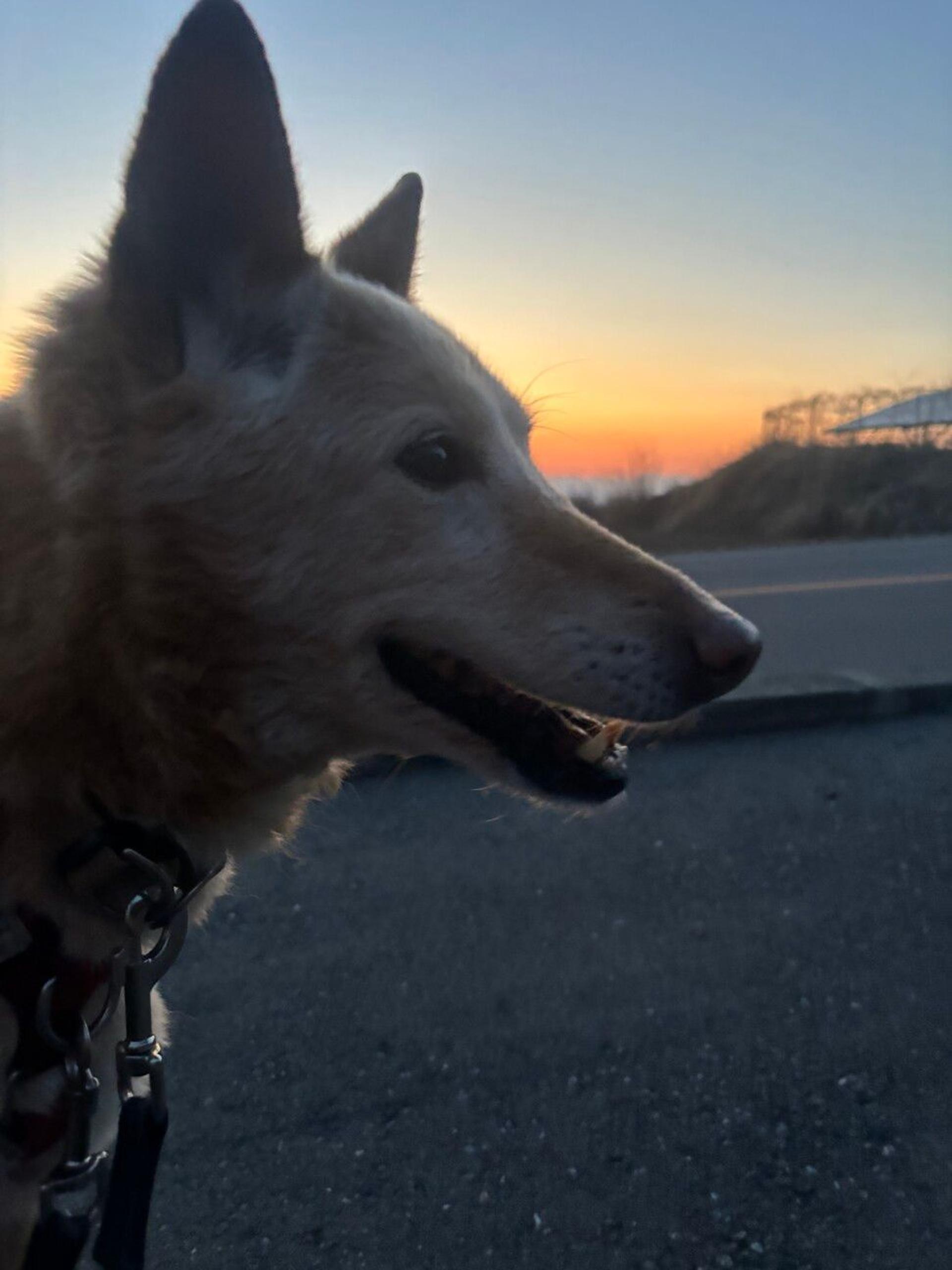 pet-image-5