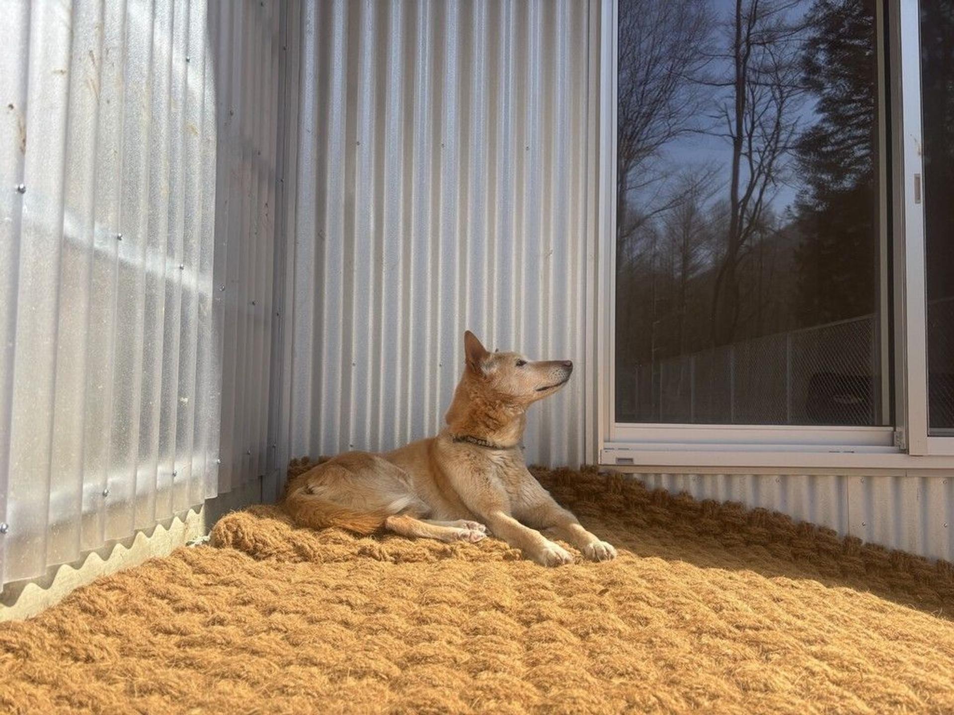 pet-image-6