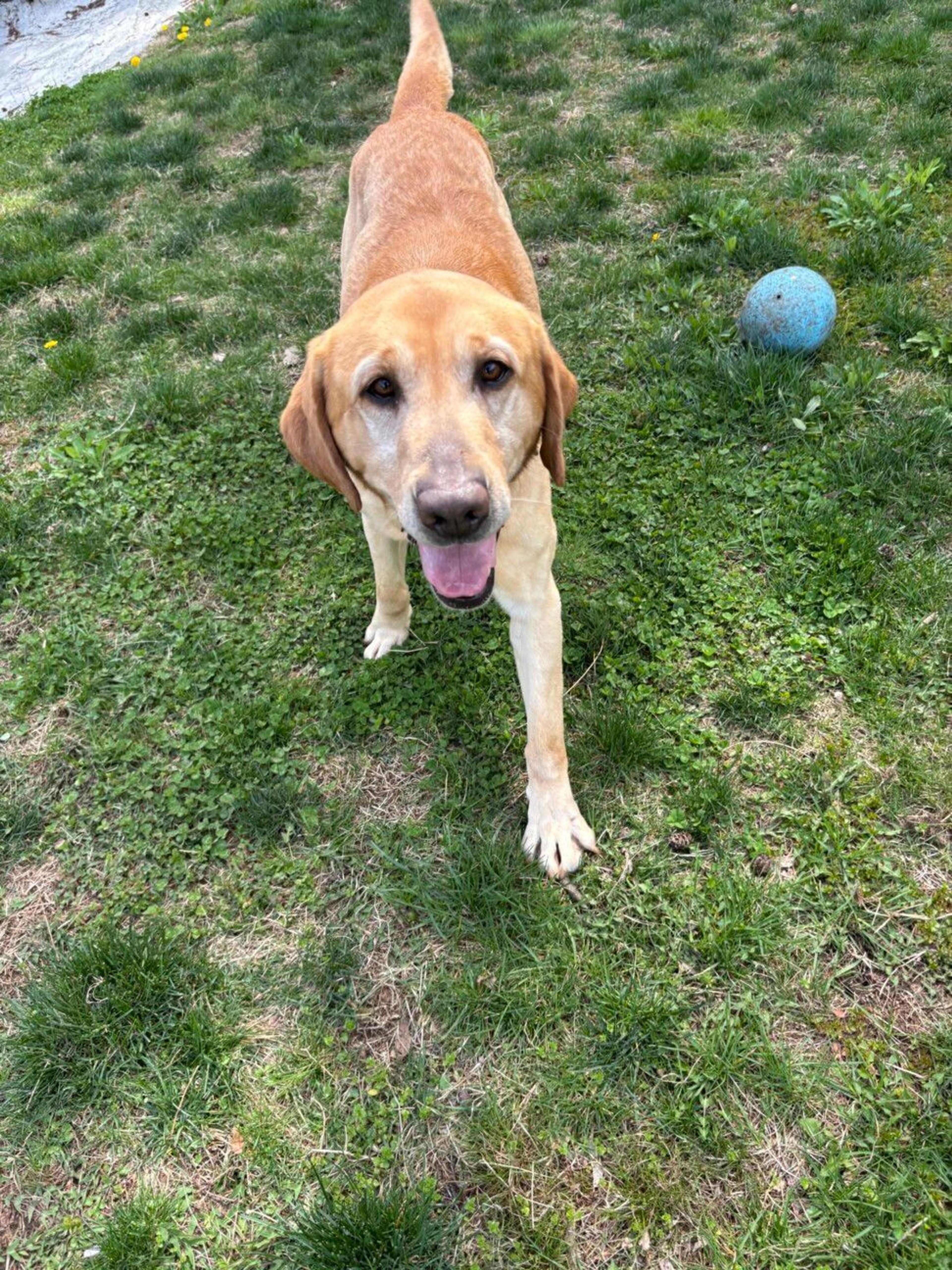 pet-image-4