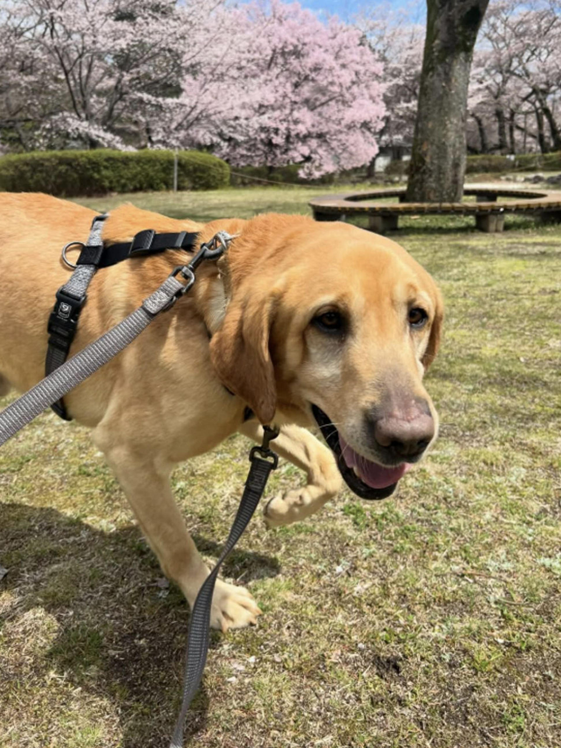 pet-image-8