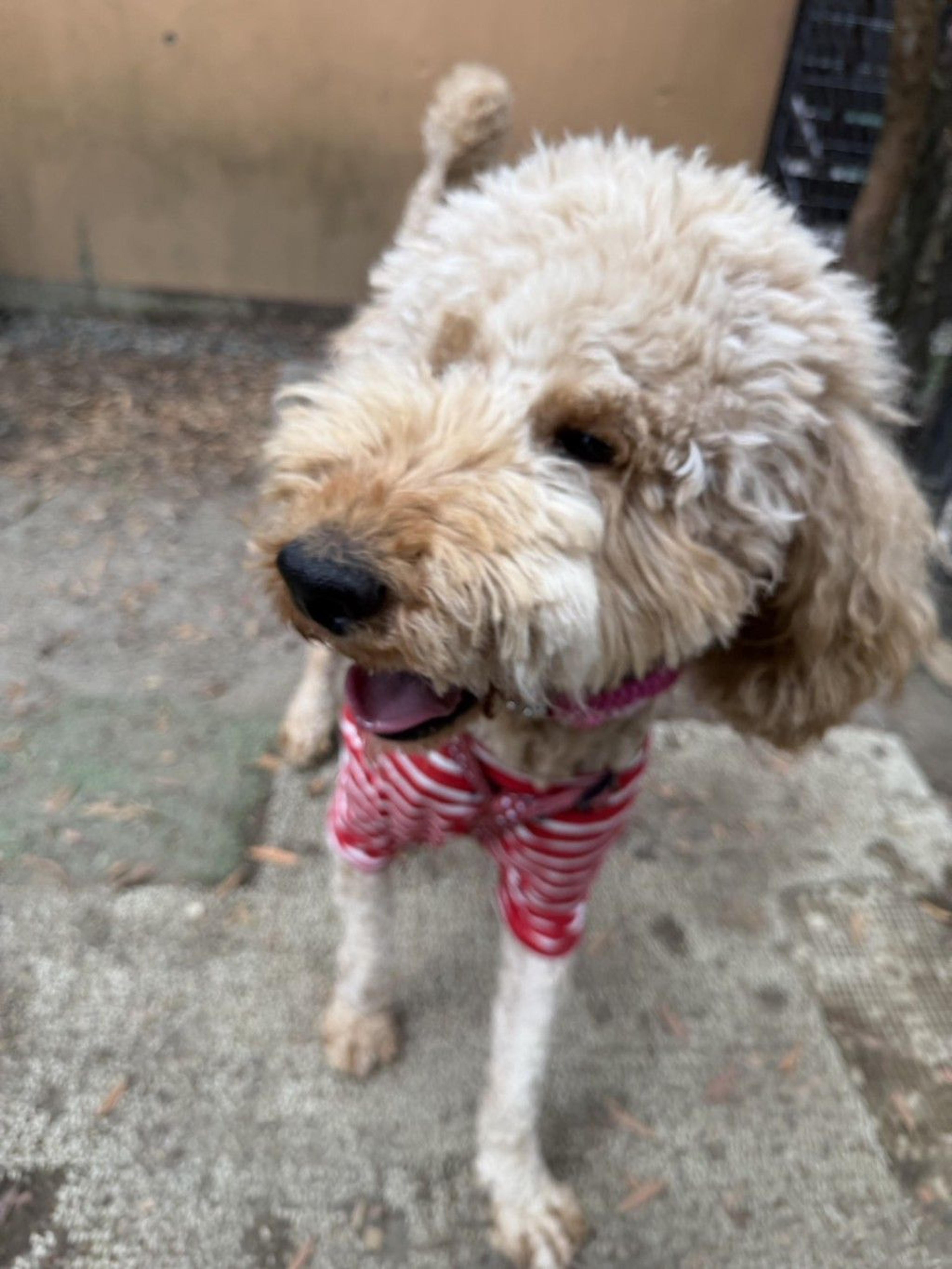 pet-image-4