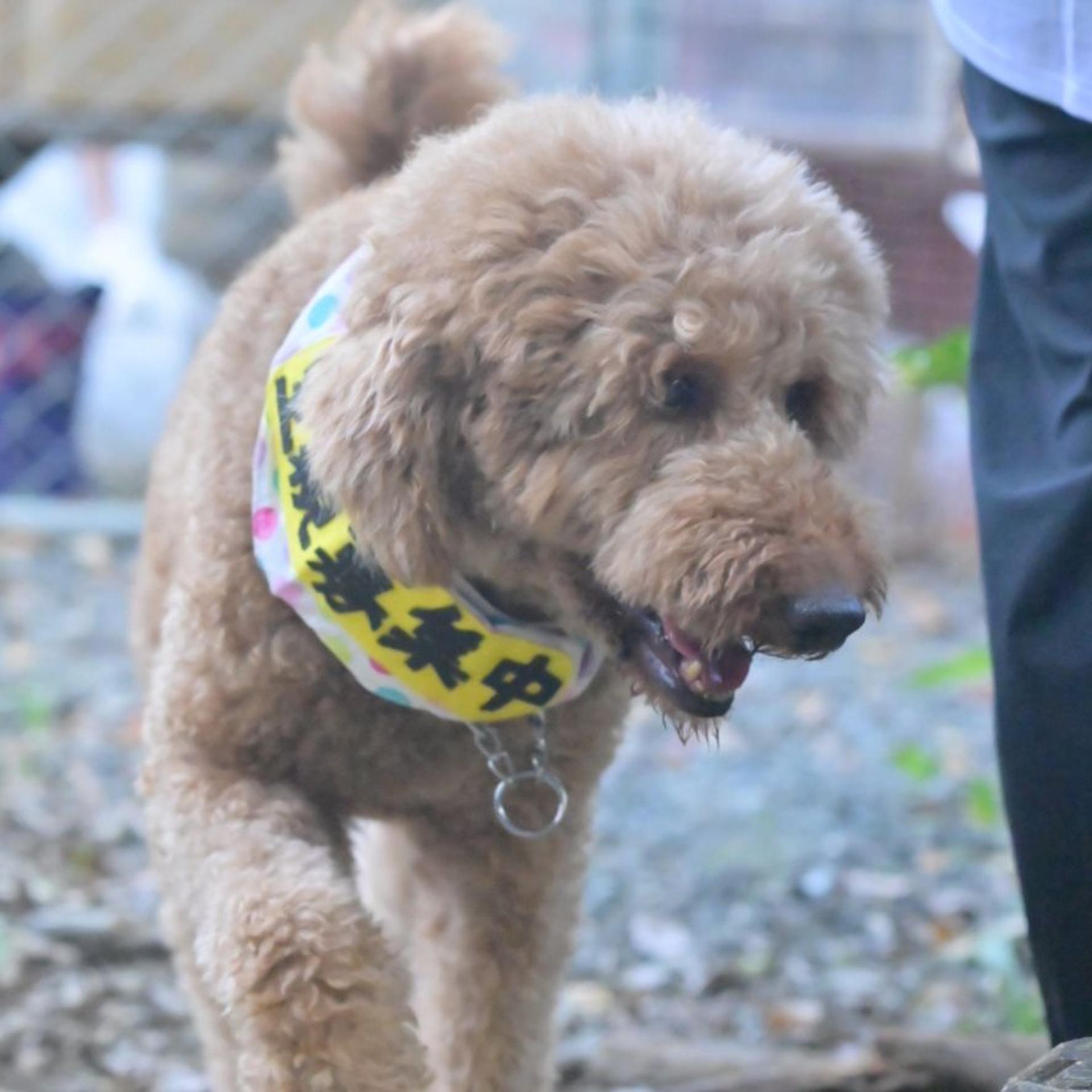 pet-image-3