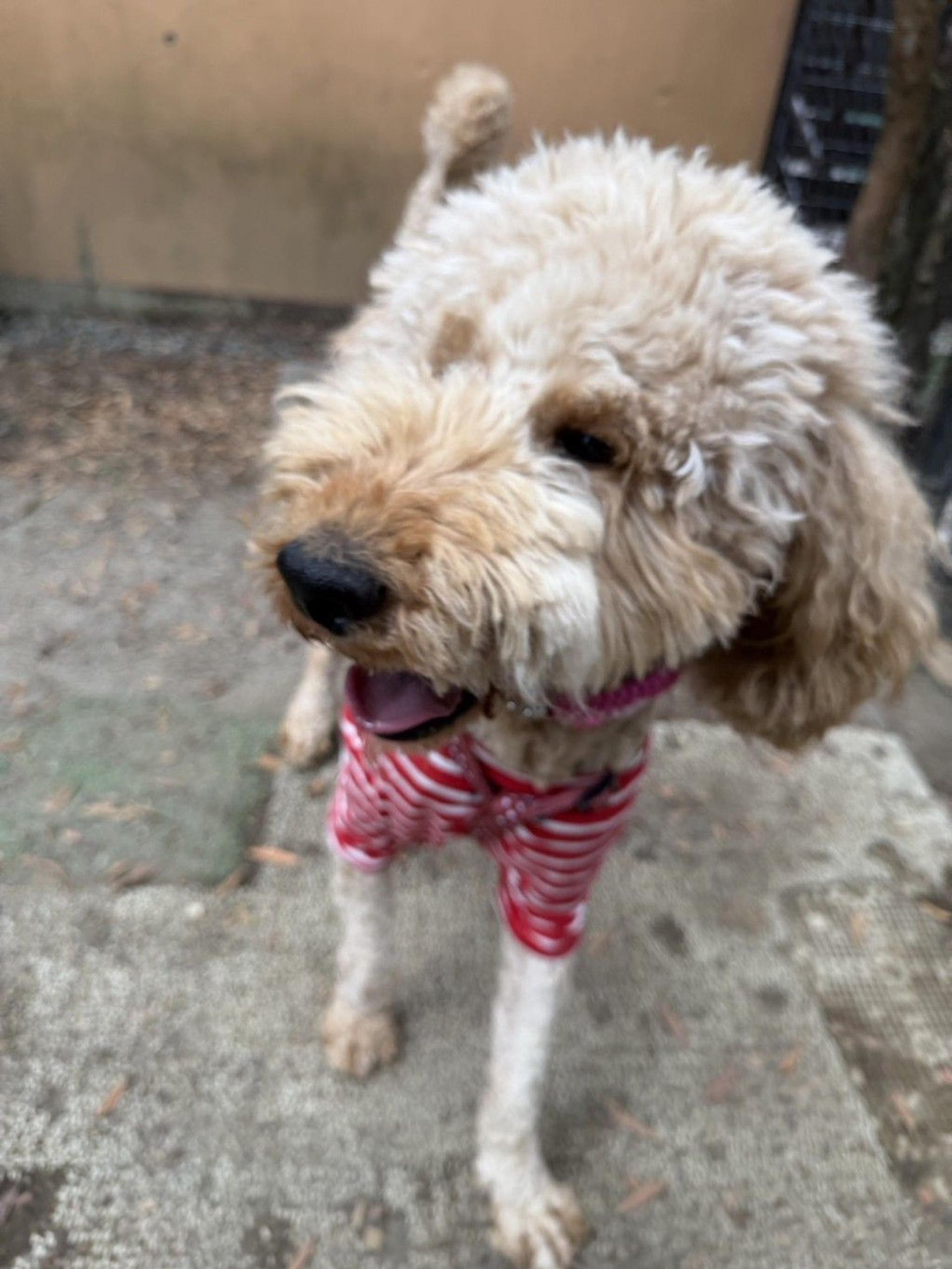 pet-image-4