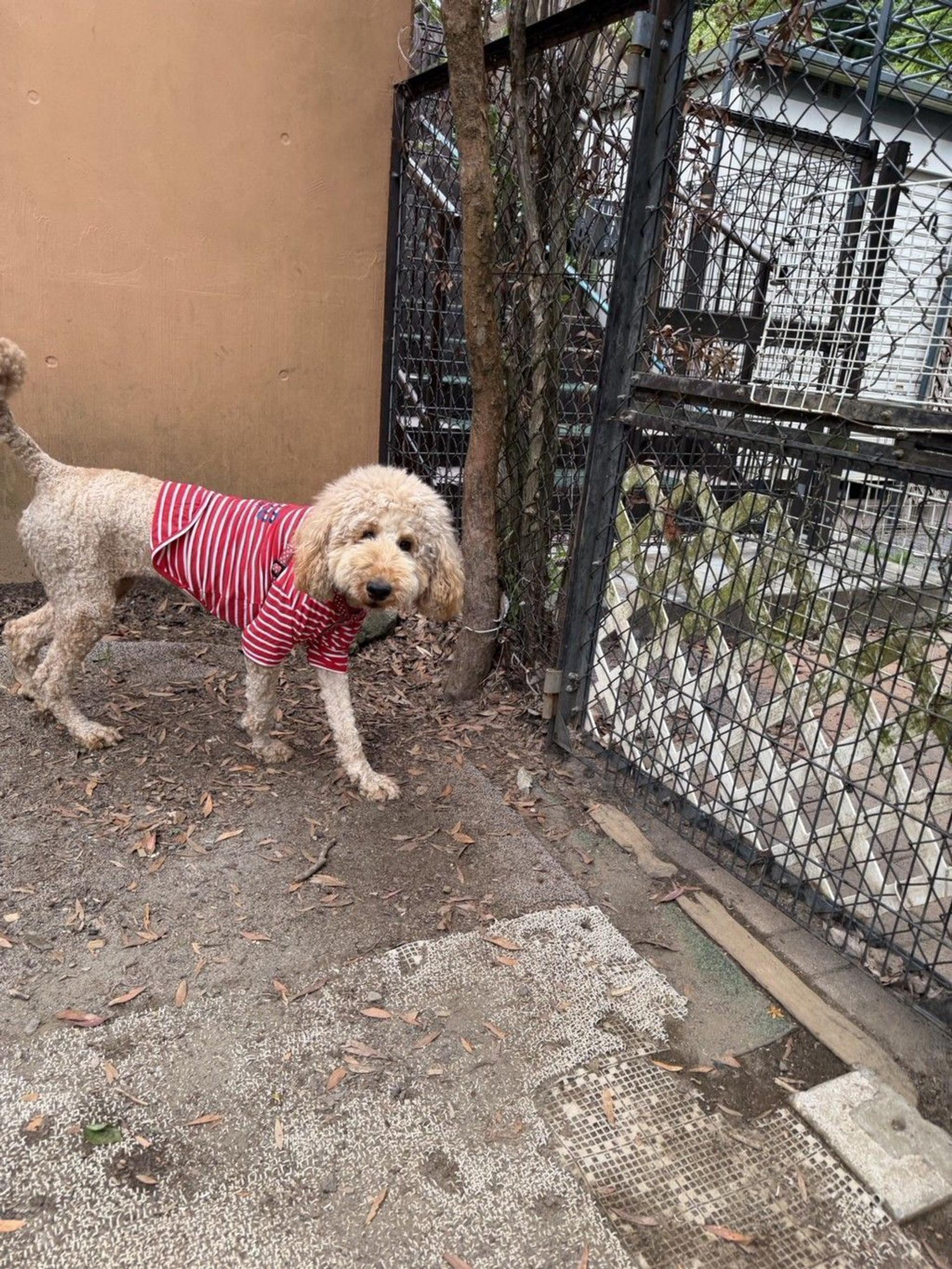 pet-image-5