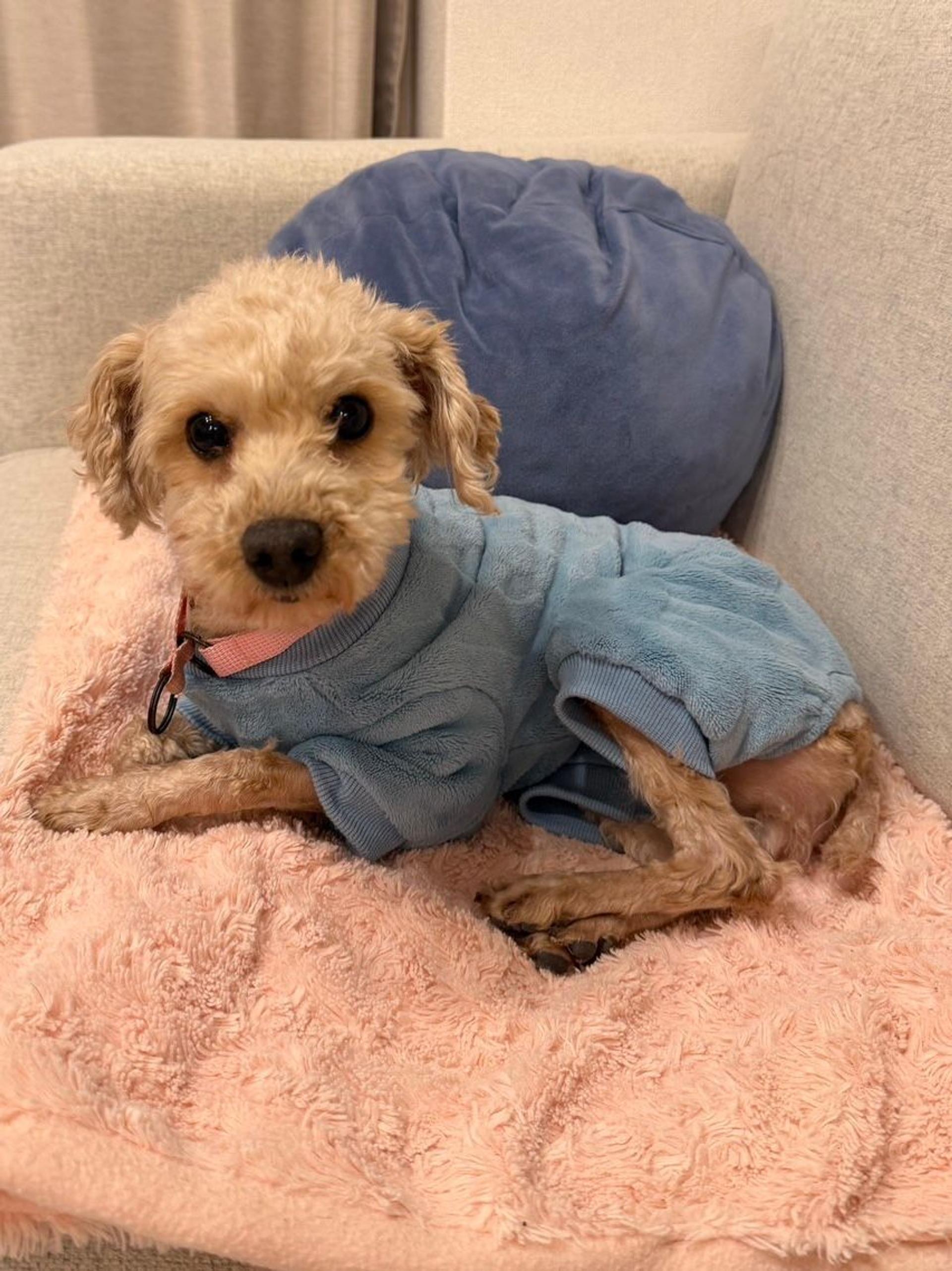 pet-image-2