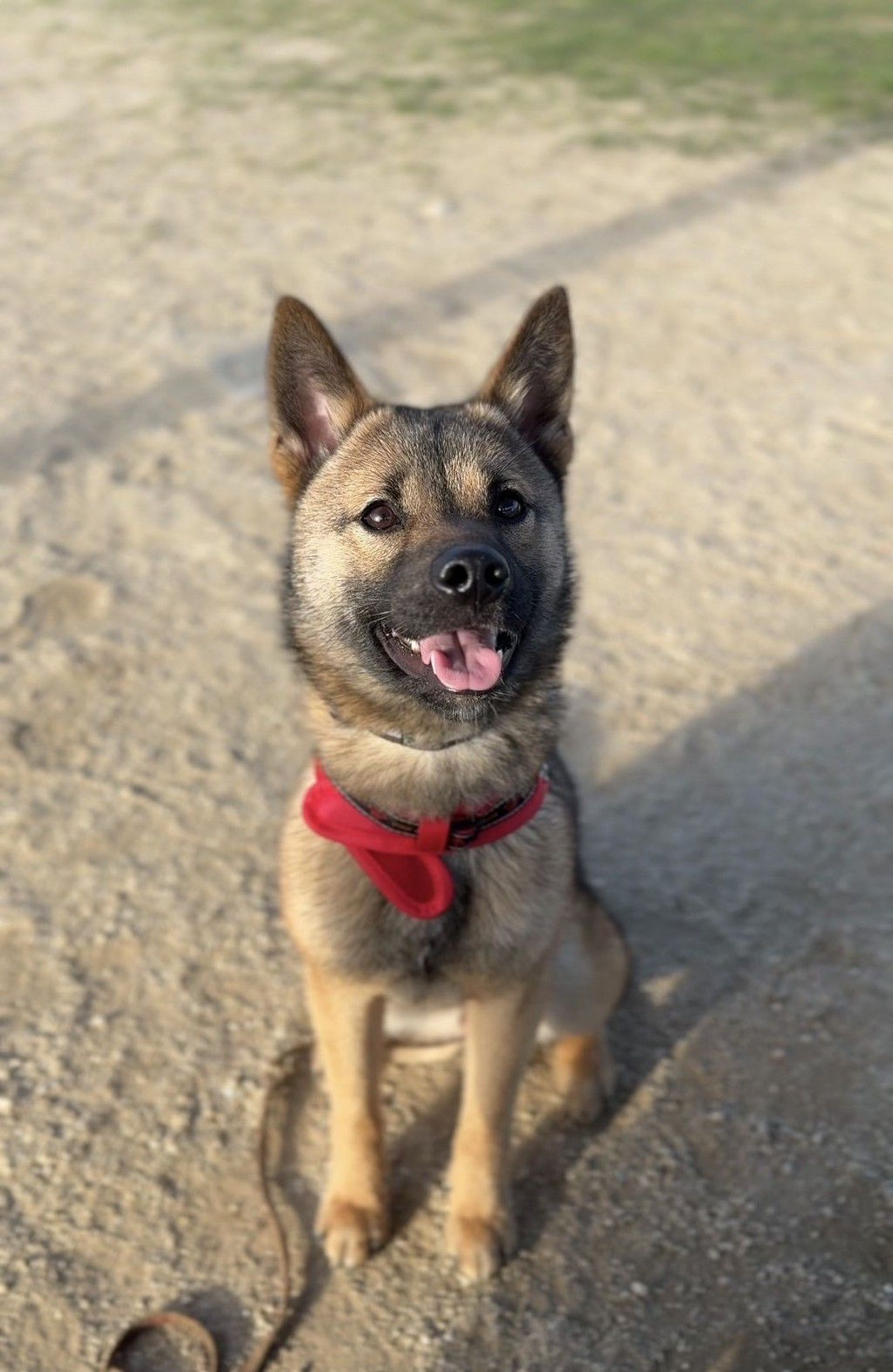 雑種（ミックス犬）・メスの里親募集の写真