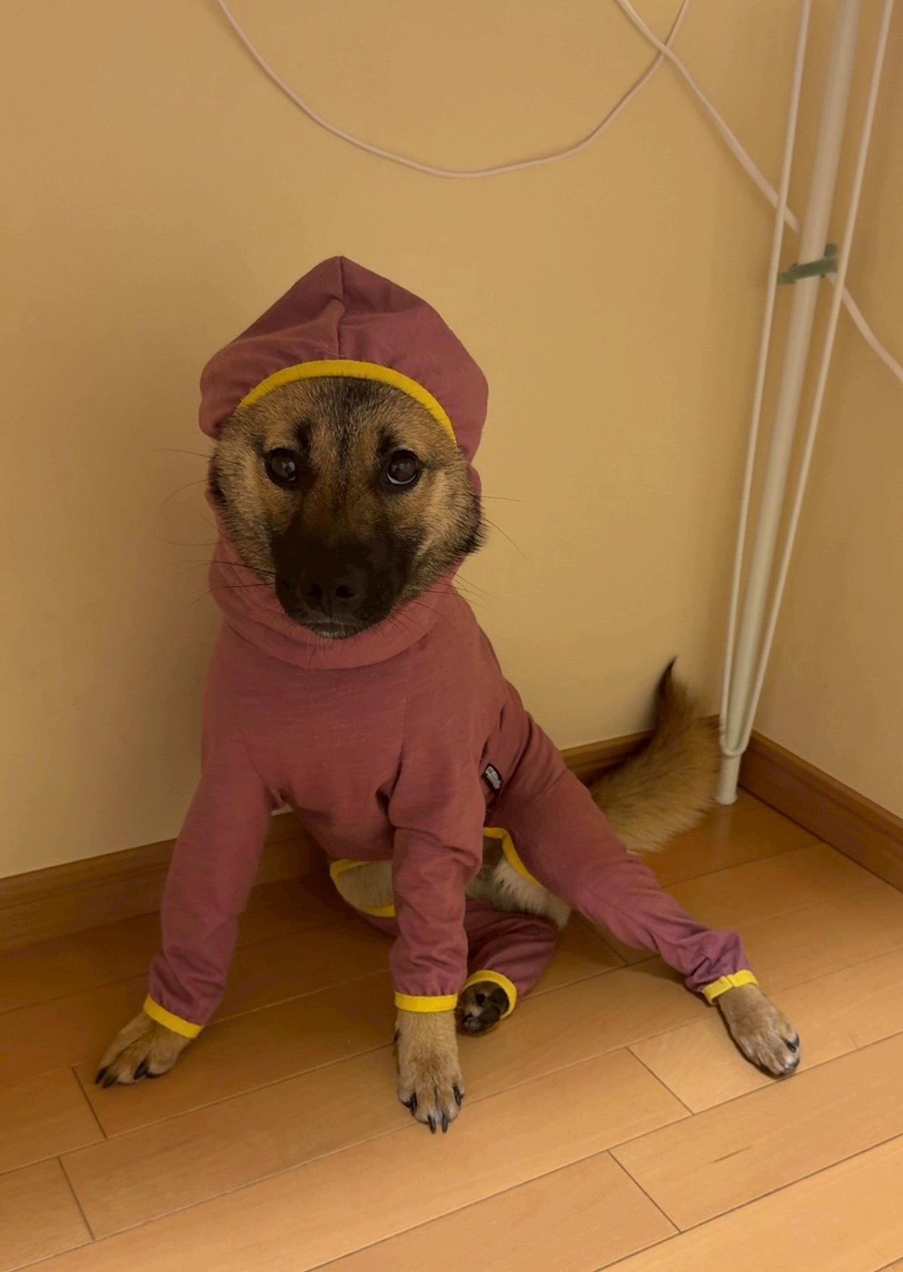 pet-image-4