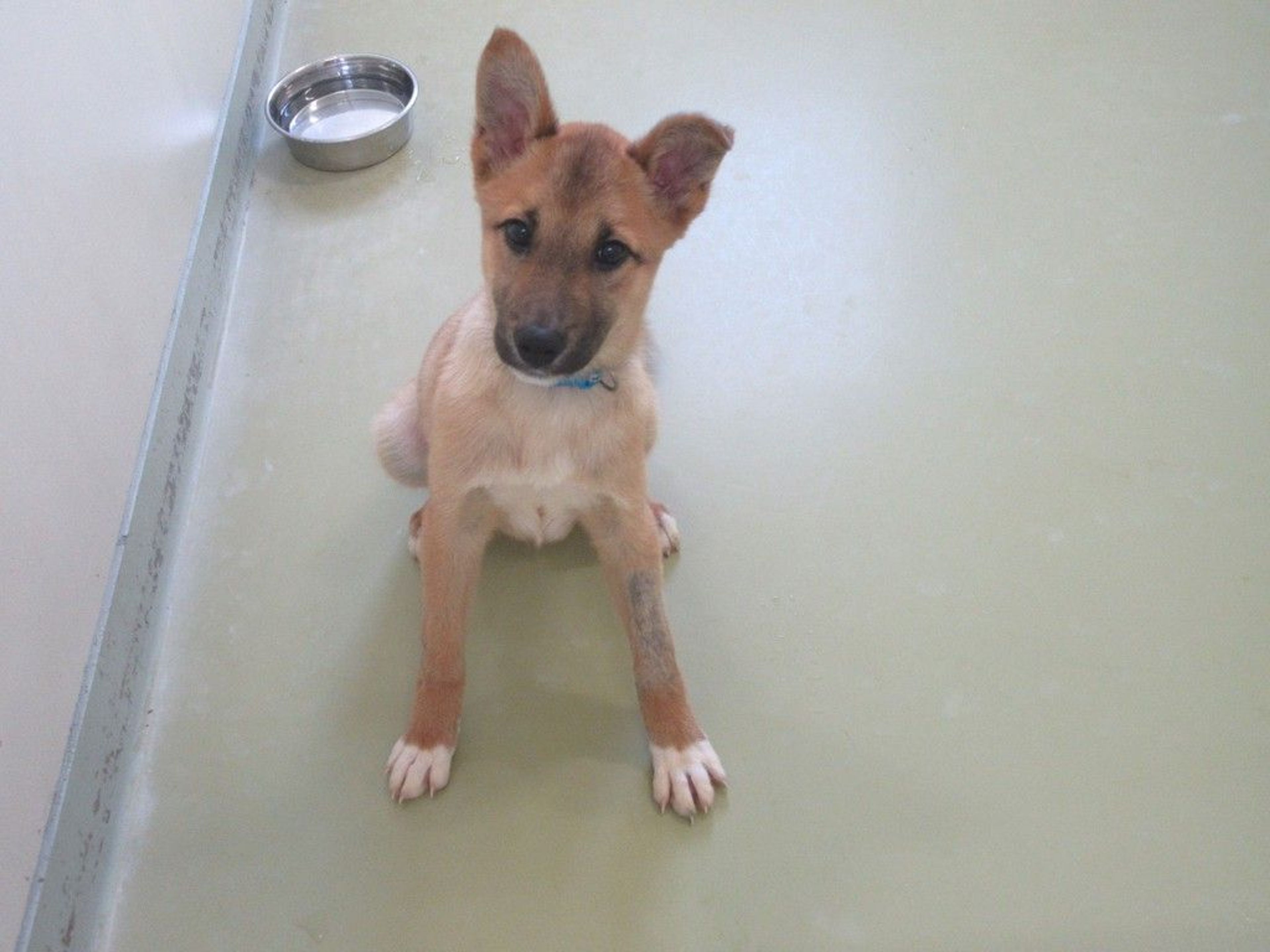 雑種（ミックス犬）・オスの里親募集の写真