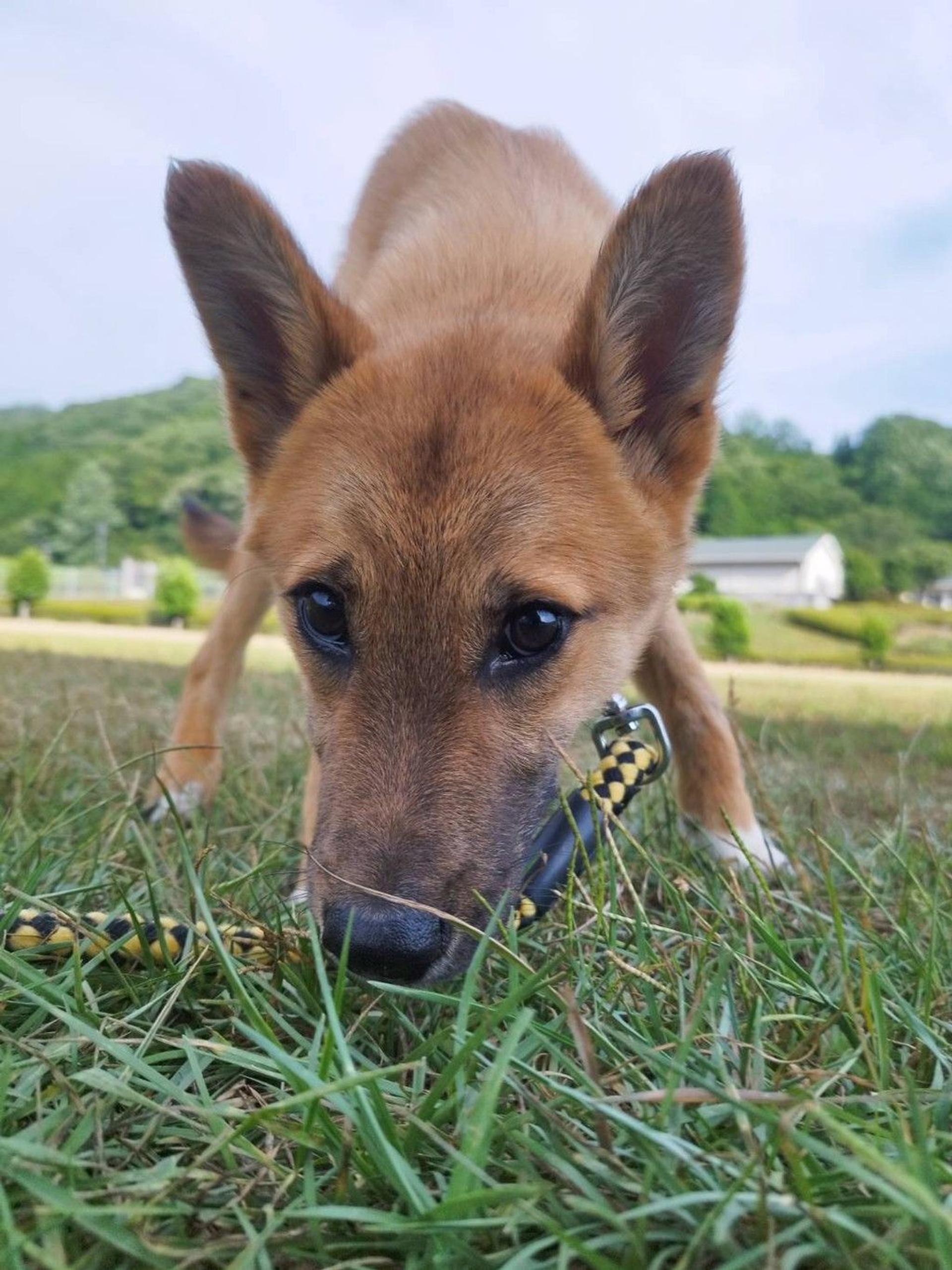 pet-image-3