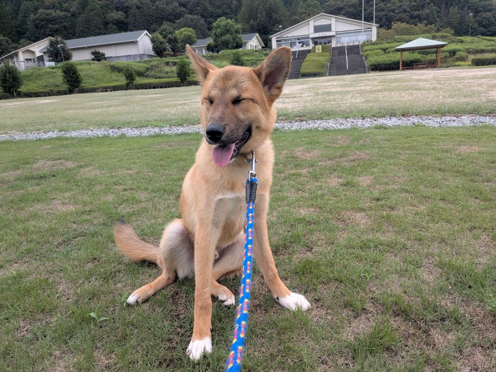 pet-image-8
