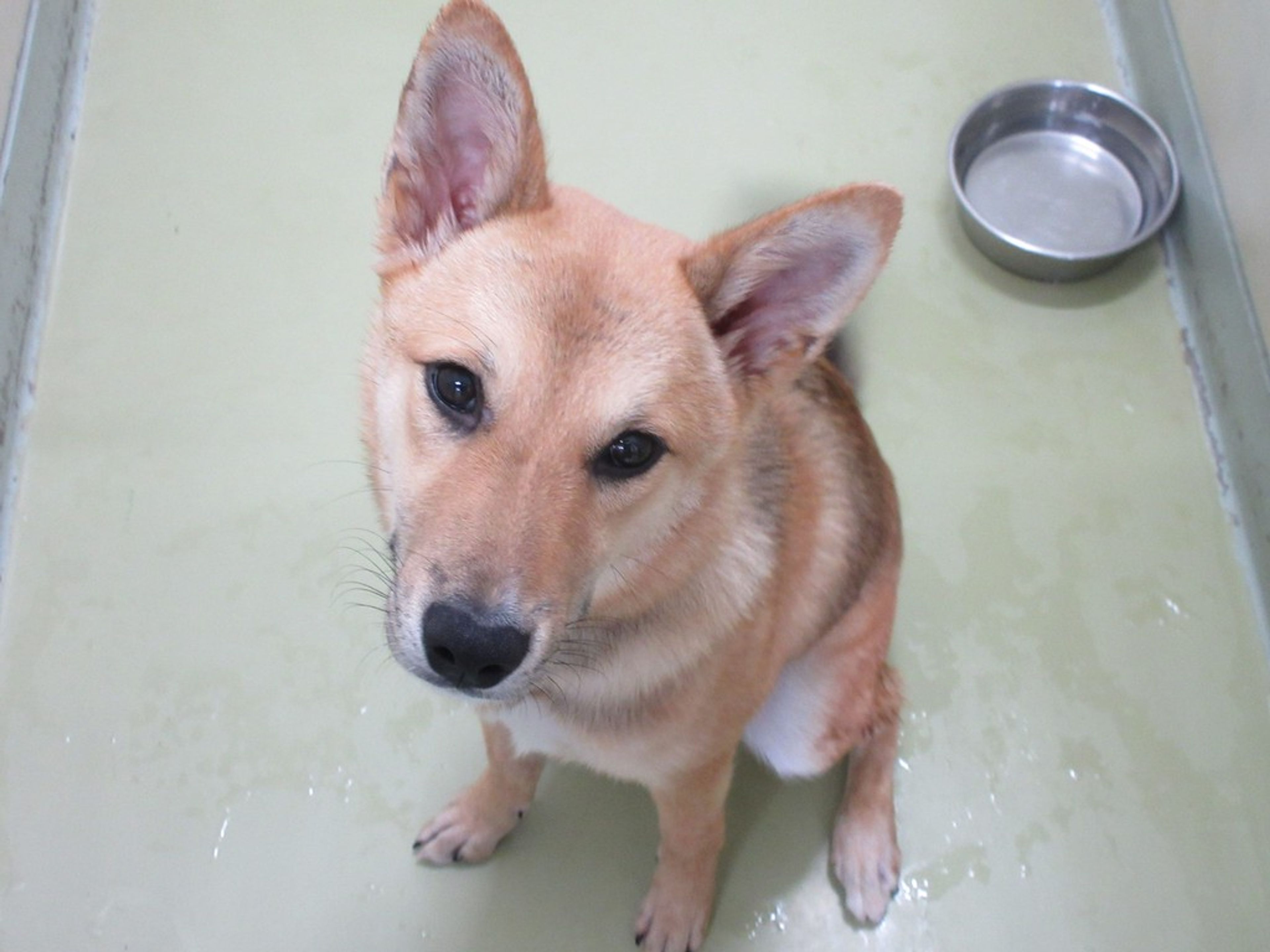 雑種（ミックス犬）・メスの里親募集の写真