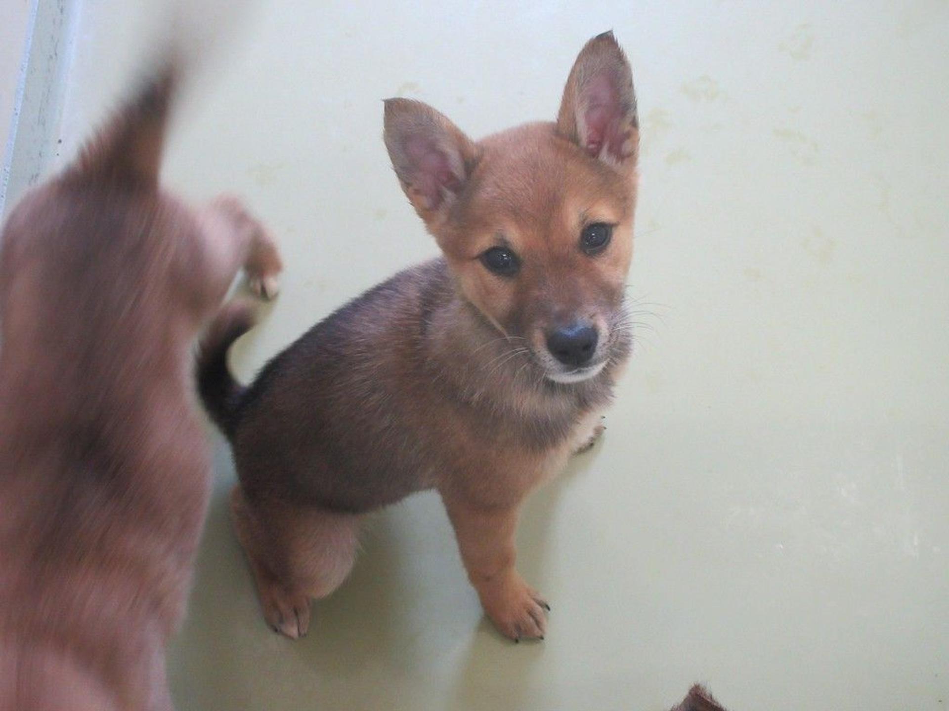 pet-image-2