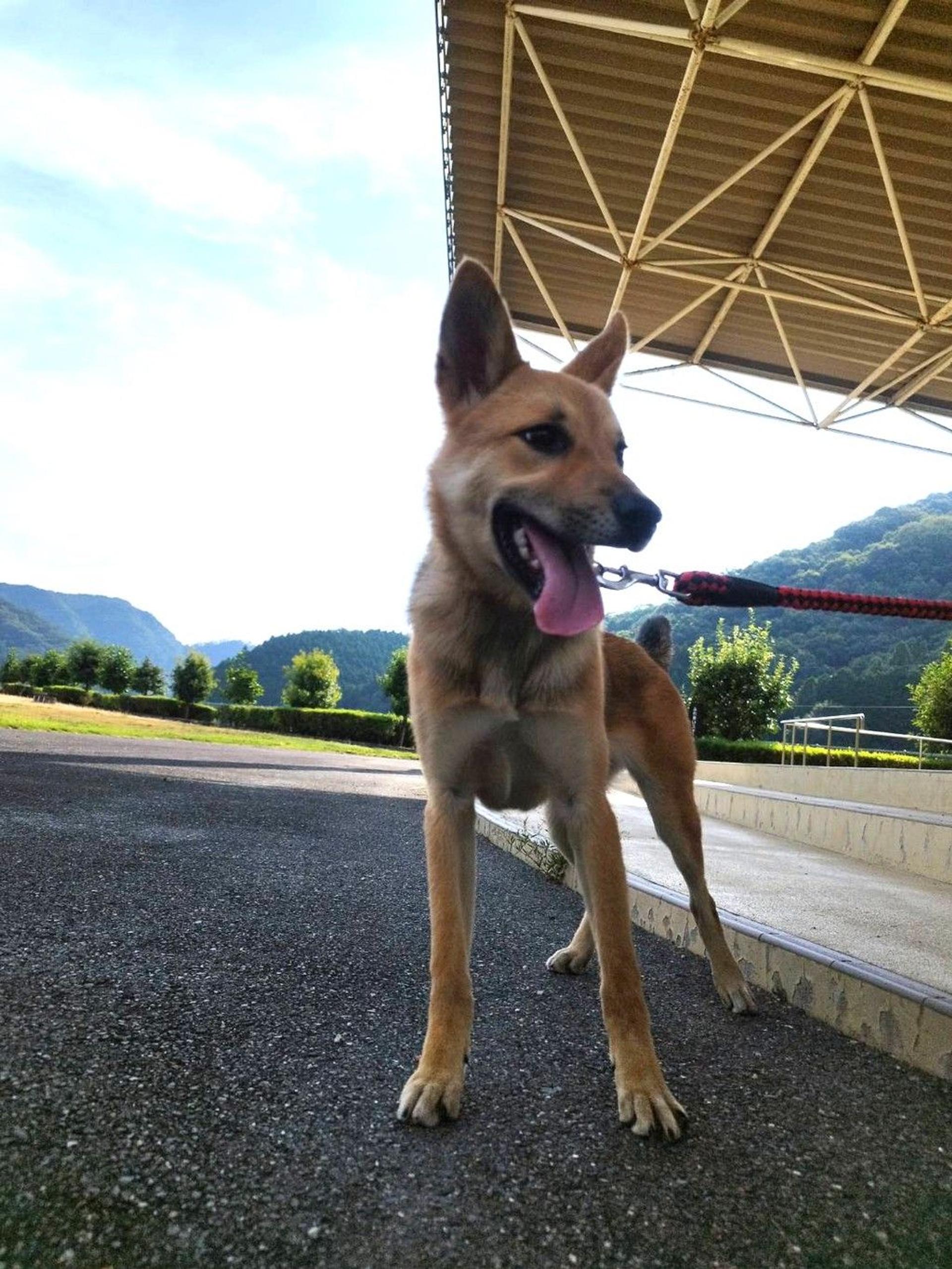 pet-image-4