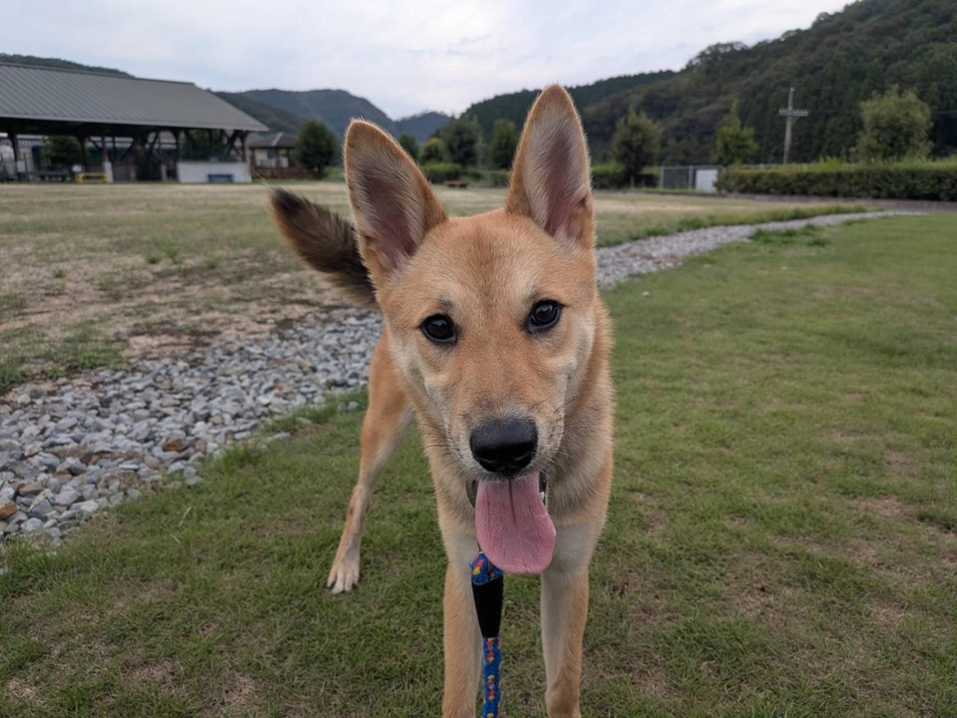 pet-image-7