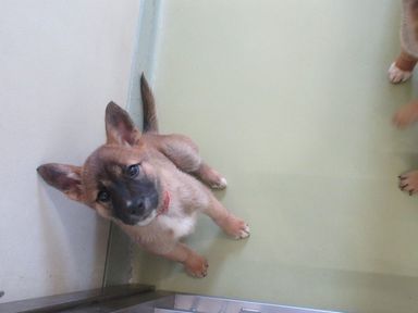 雑種（ミックス犬）・メスの里親募集の写真