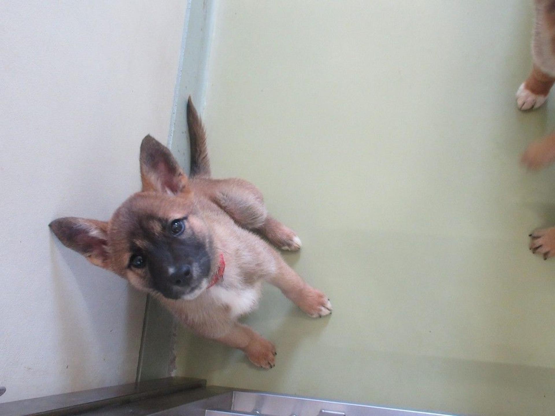 pet-image-2