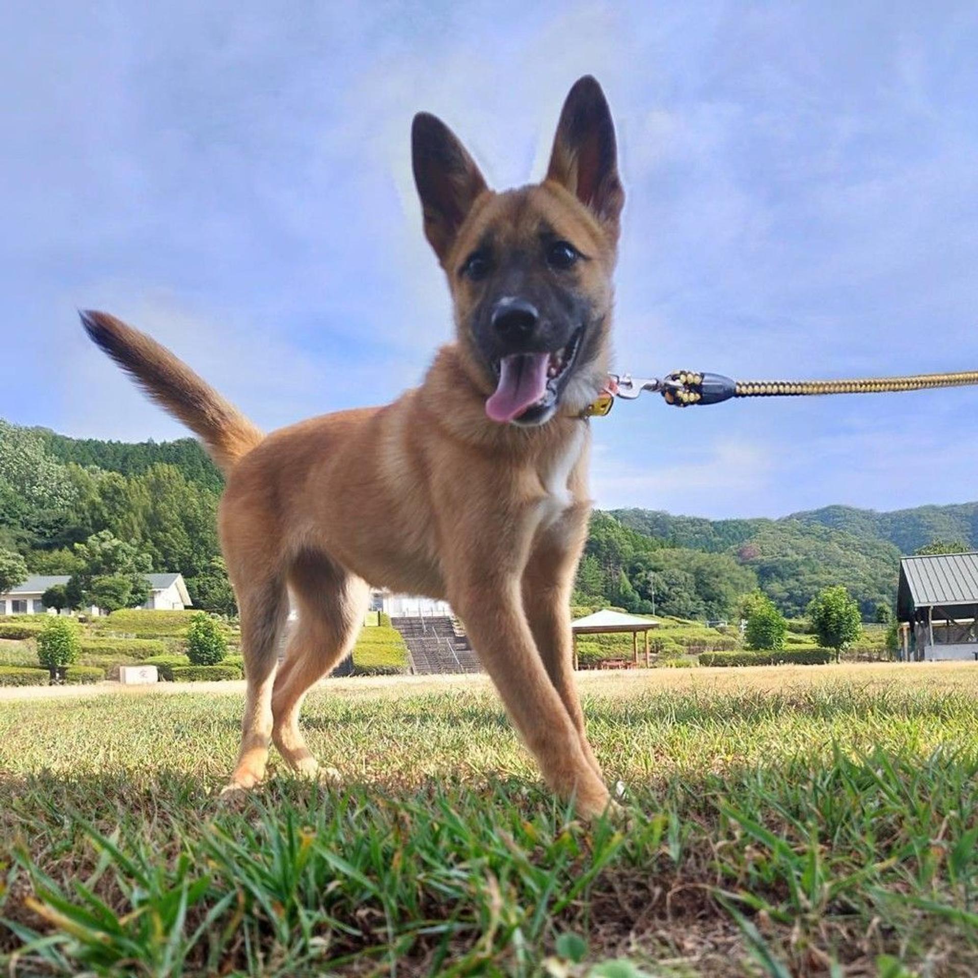 pet-image-3