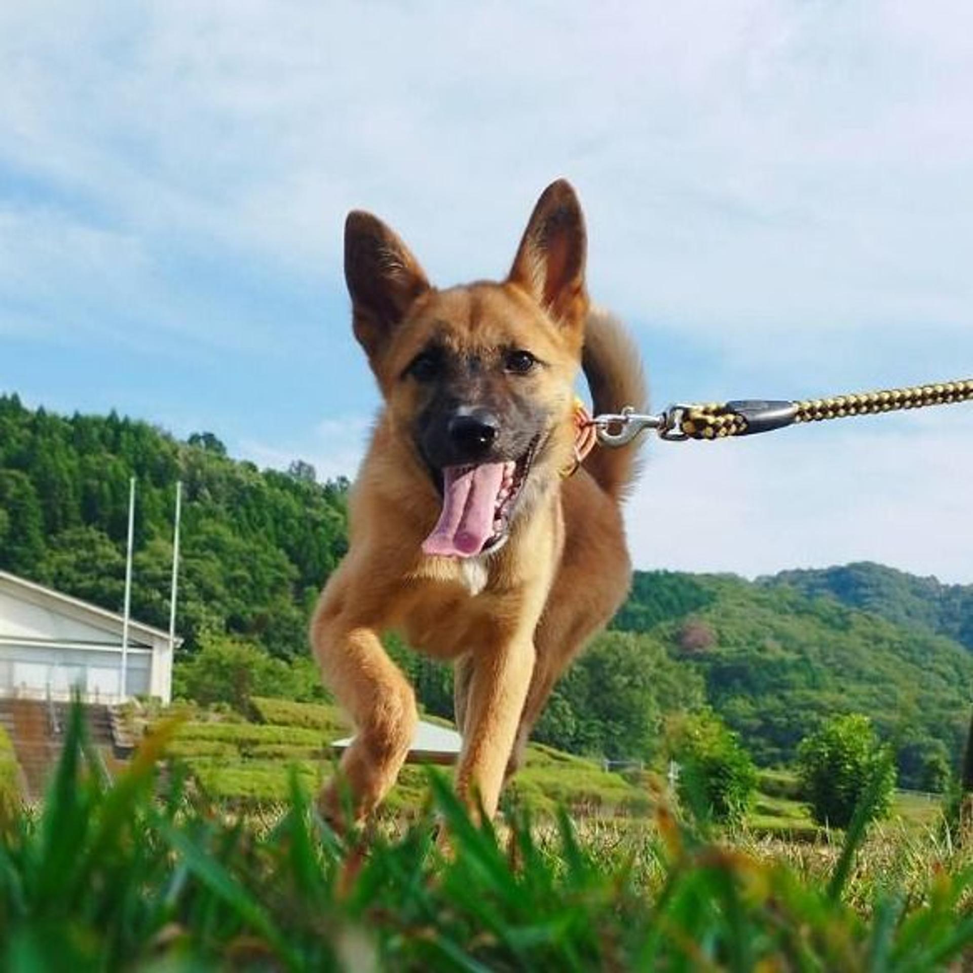 pet-image-4