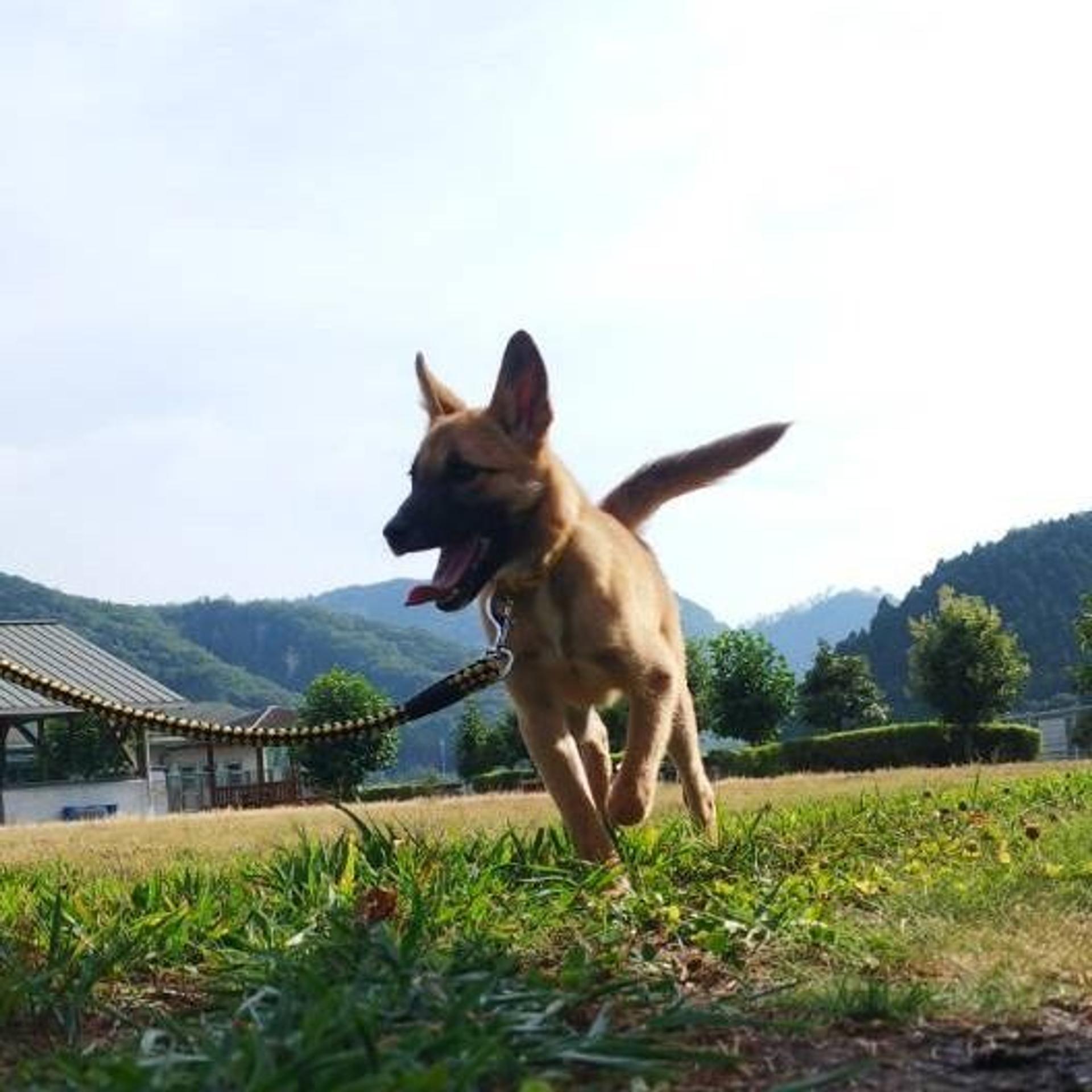 pet-image-5