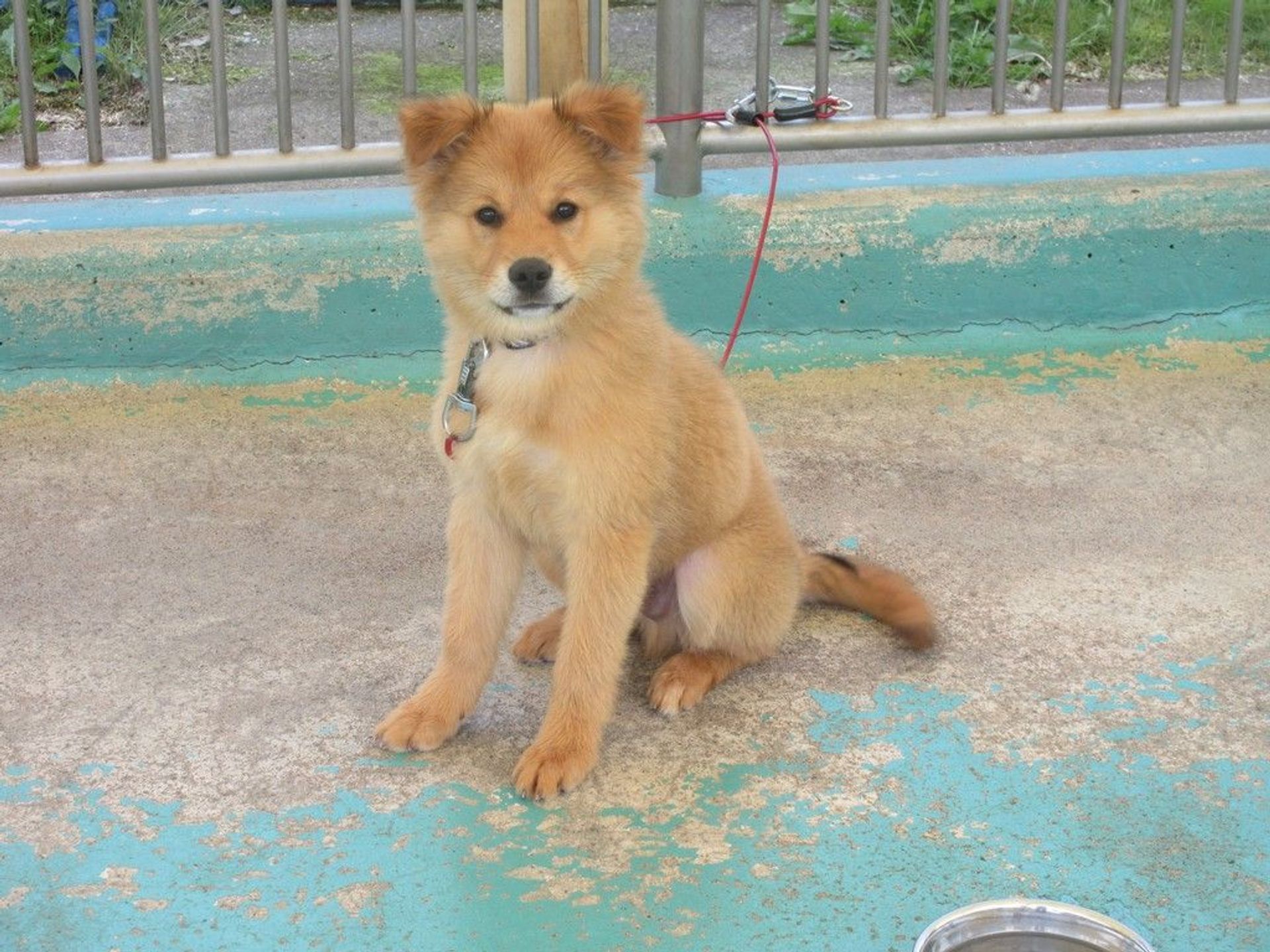 雑種（ミックス犬）・オスの里親募集の写真