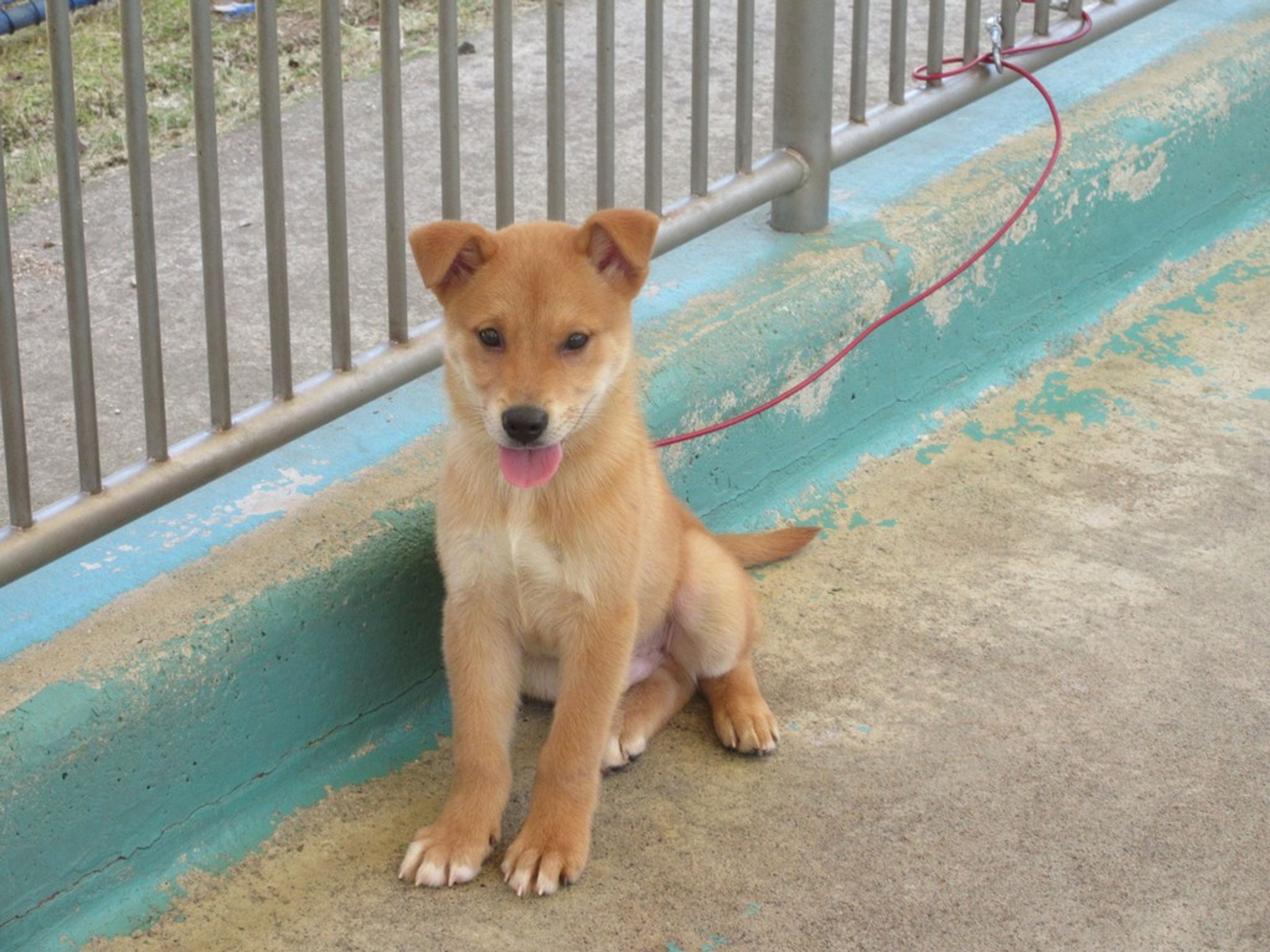 雑種（ミックス犬）・オスの里親募集の写真